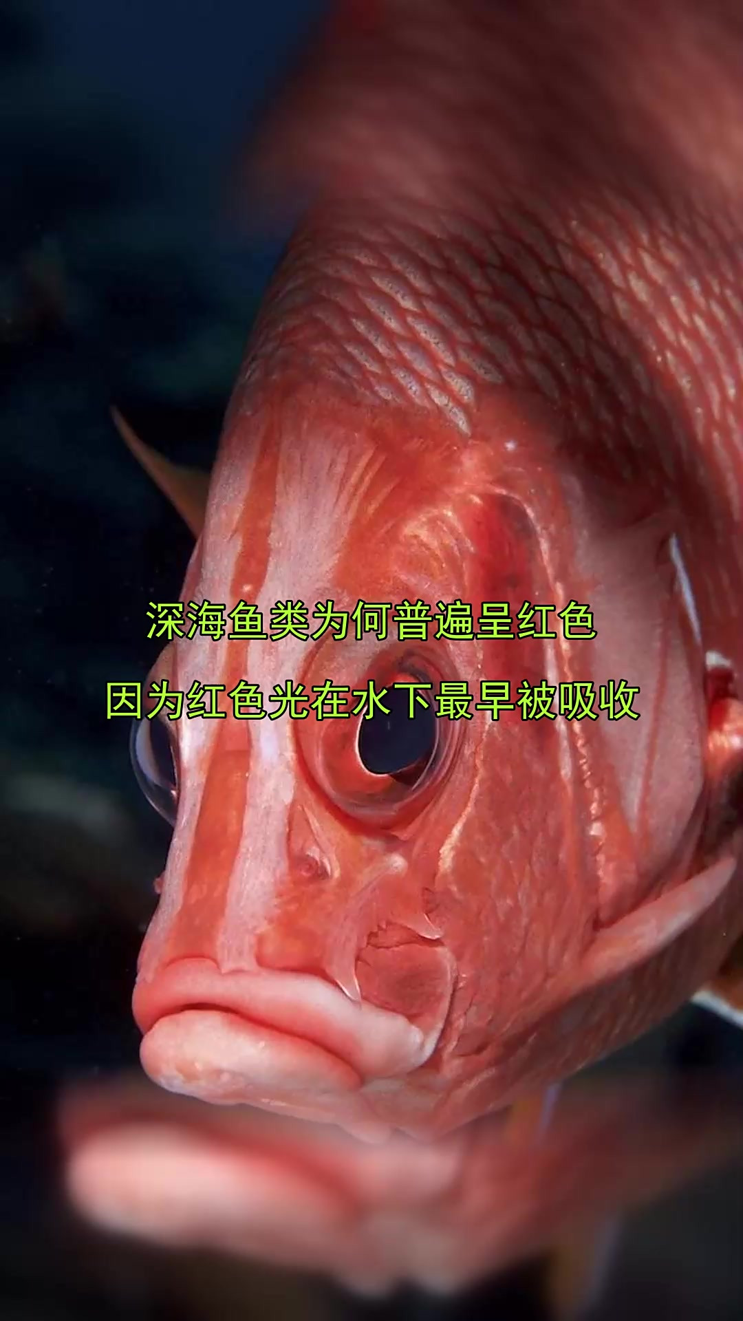 深海鱼类为何普遍呈红色，因为红色光在水下最早被吸收