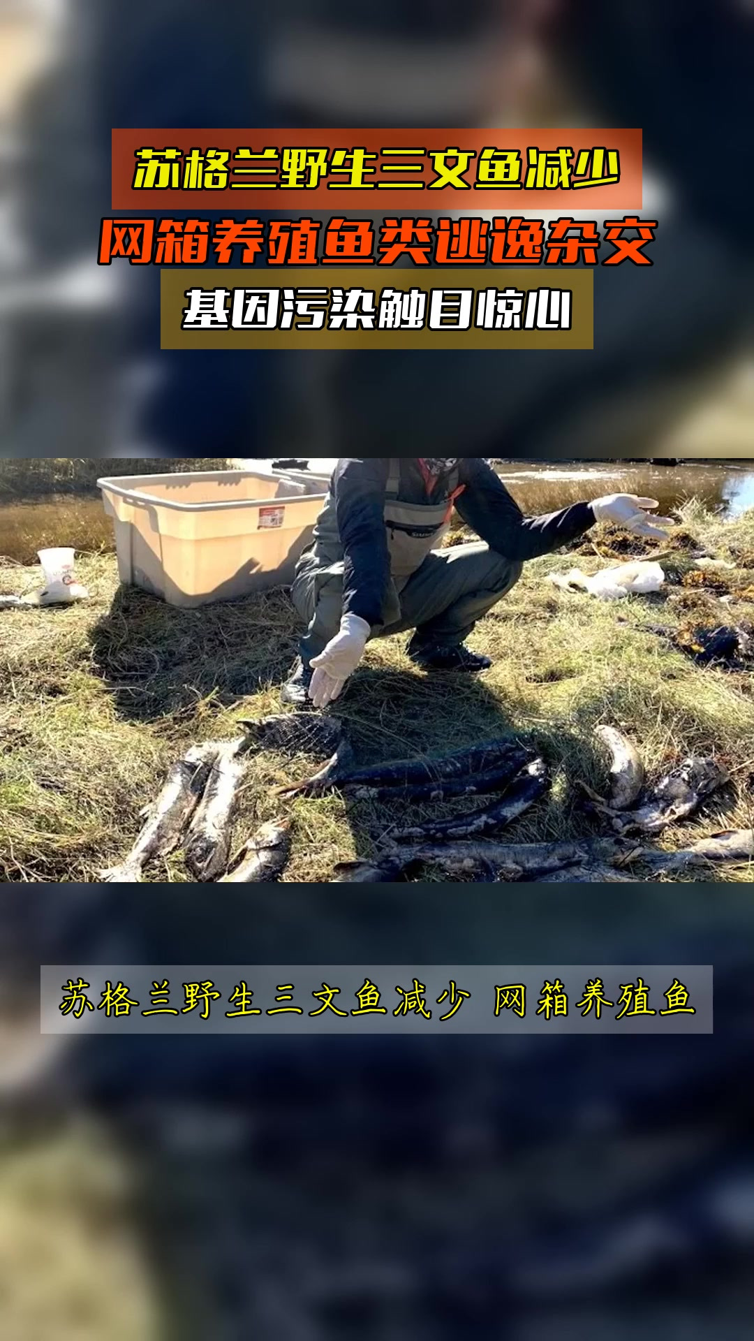 苏格兰野生三文鱼减少，网箱养殖鱼类逃逸杂交，基因污染触目惊心