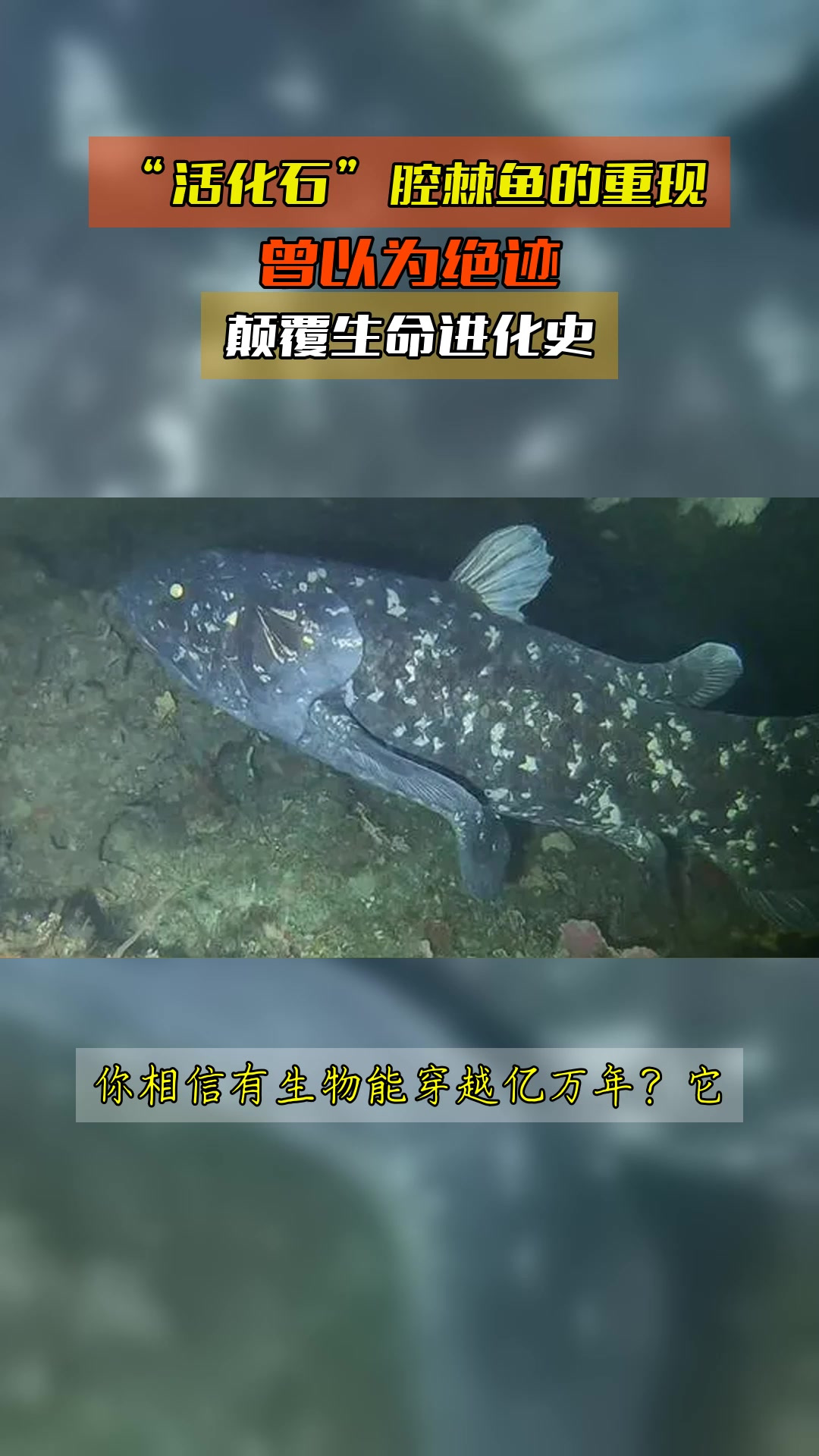 “活化石”腔棘鱼的重现,曾以为绝迹,颠覆生命进化史