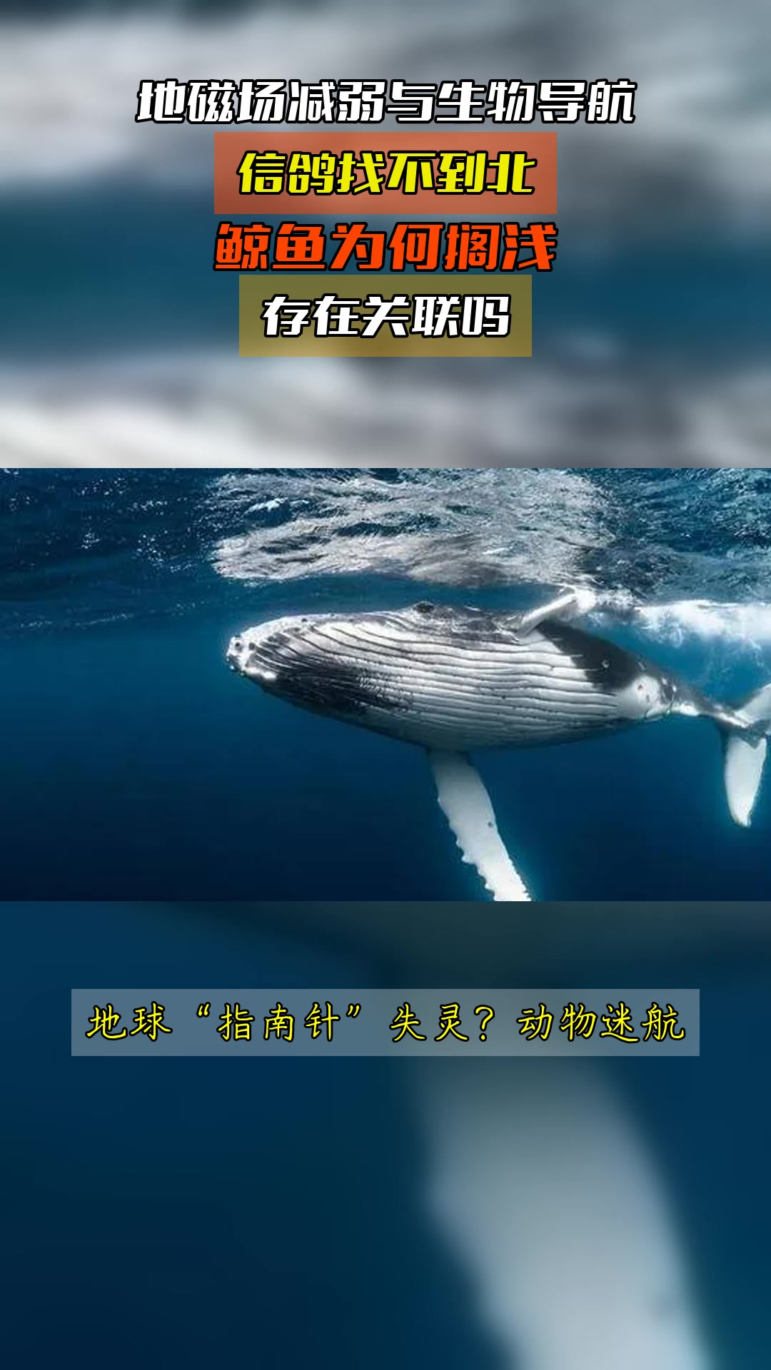 地磁场减弱与生物导航,信鸽找不到北,鲸鱼为何搁浅,存在关联吗