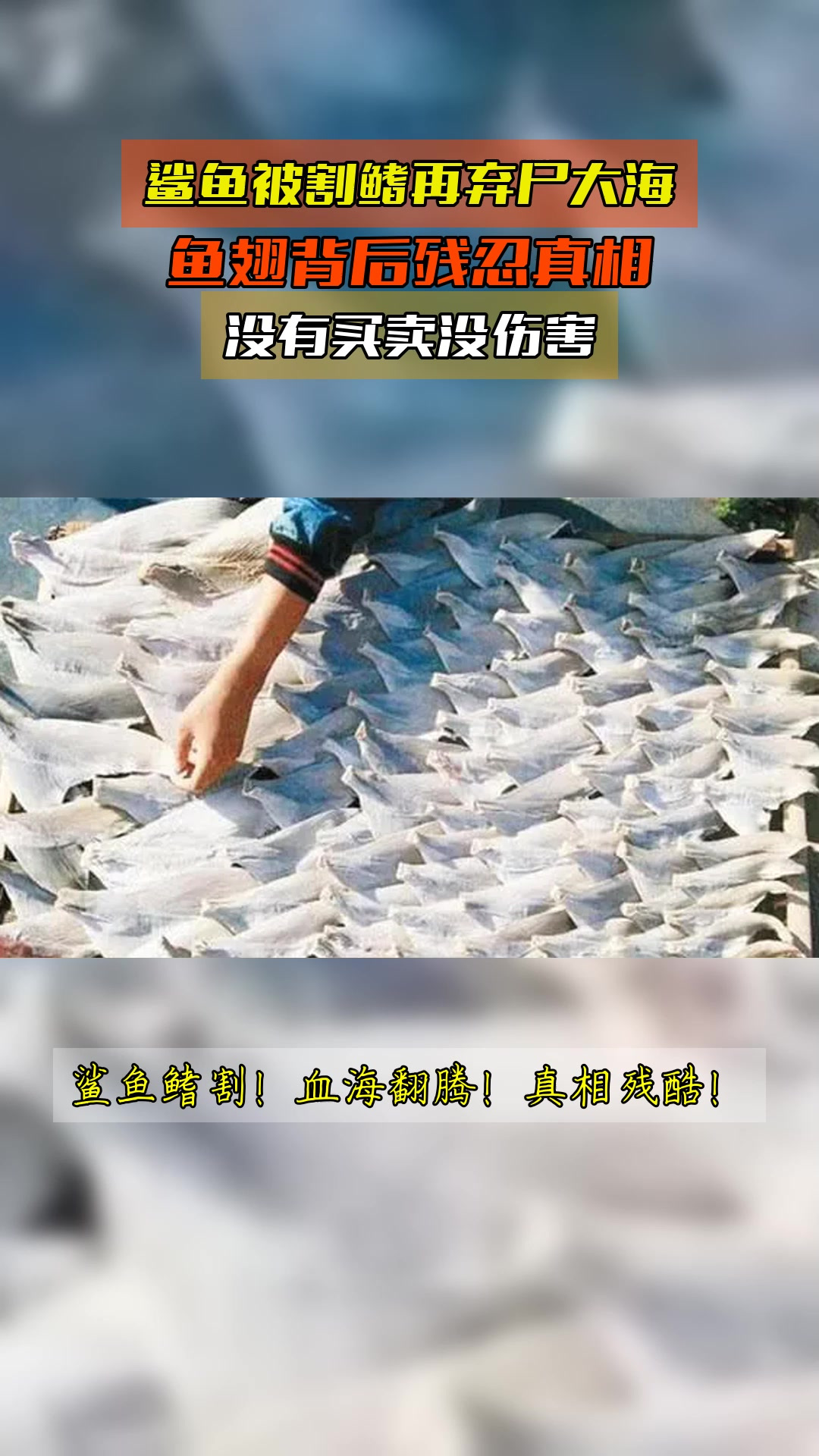 鲨鱼被割鳍再弃尸大海,鱼翅背后残忍真相,没有买卖没伤害