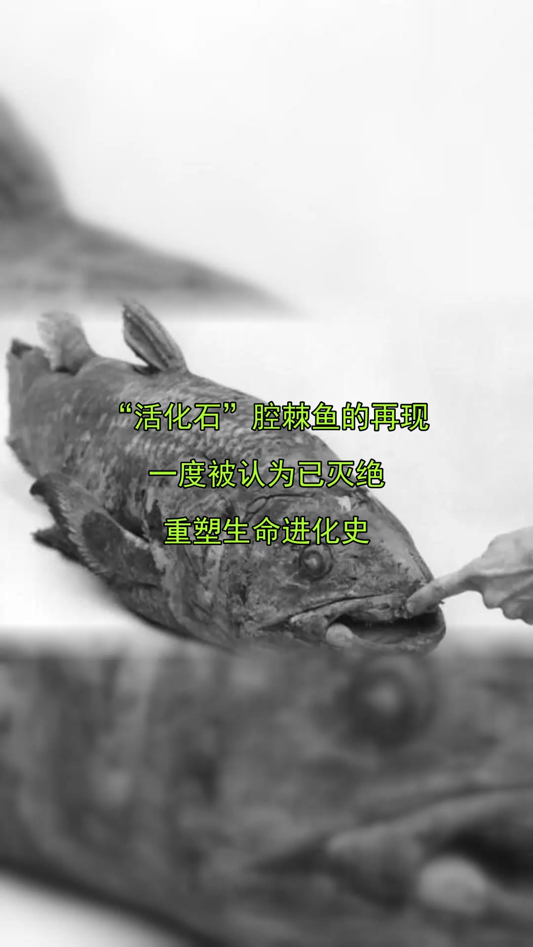 “活化石”腔棘鱼的再现,一度被认为已灭绝,重塑生命进化史