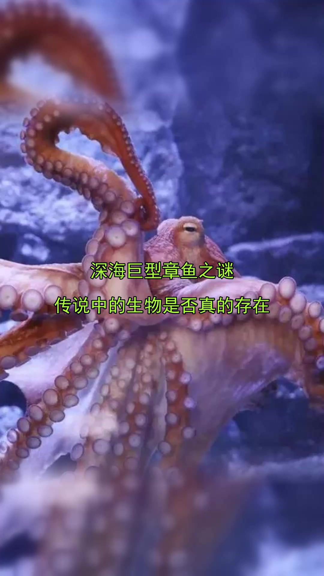 深海巨型章鱼之谜,传说中的生物是否真的存在