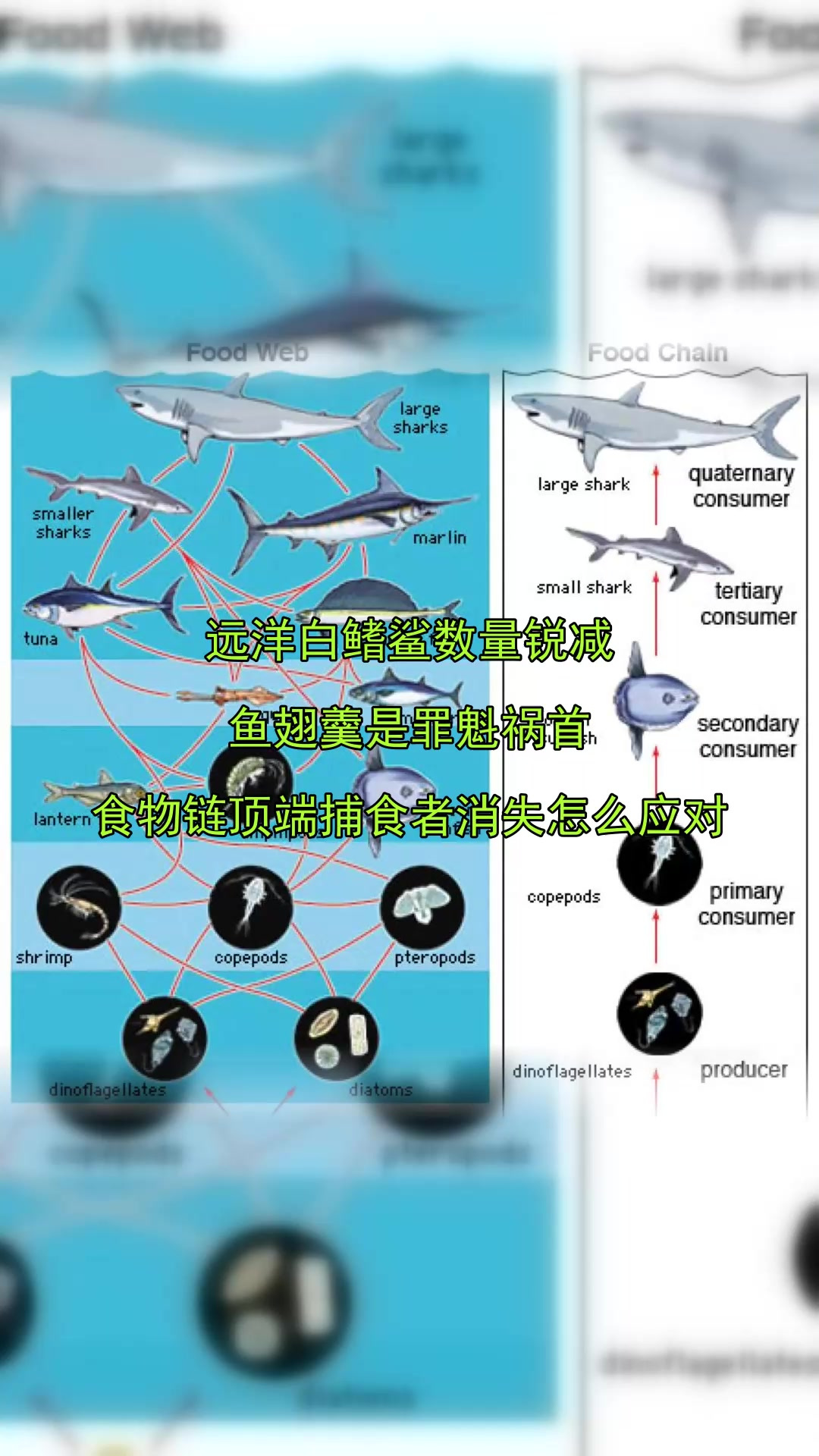 远洋白鳍鲨数量锐减,鱼翅羹是罪魁祸首,食物链顶端捕食者消失怎