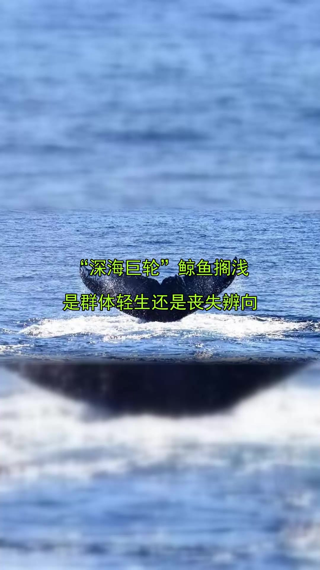 “深海巨轮”鲸鱼搁浅,是群体轻生还是丧失辨向