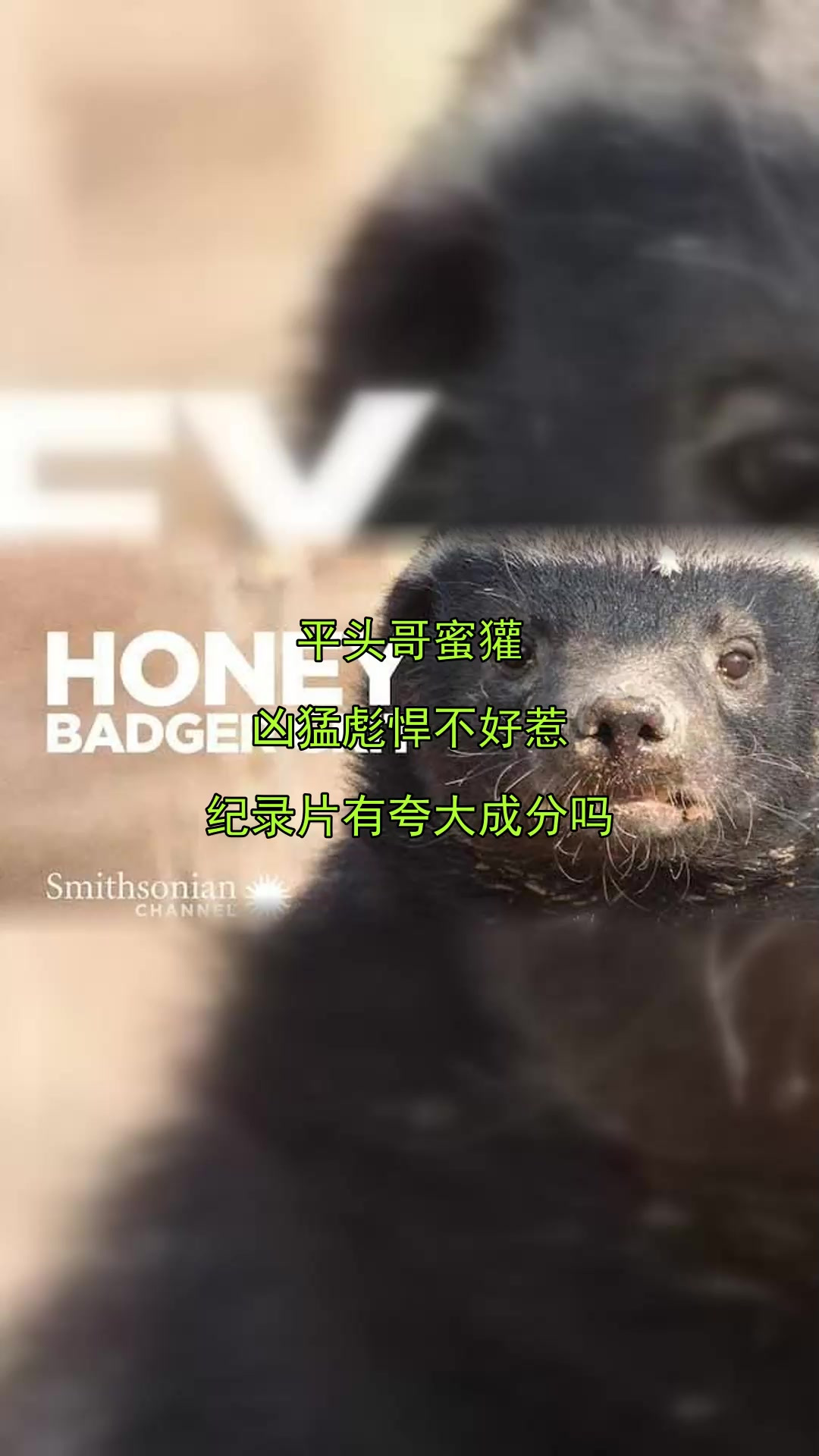 平头哥蜜獾,凶猛彪悍不好惹,纪录片有夸大成分吗