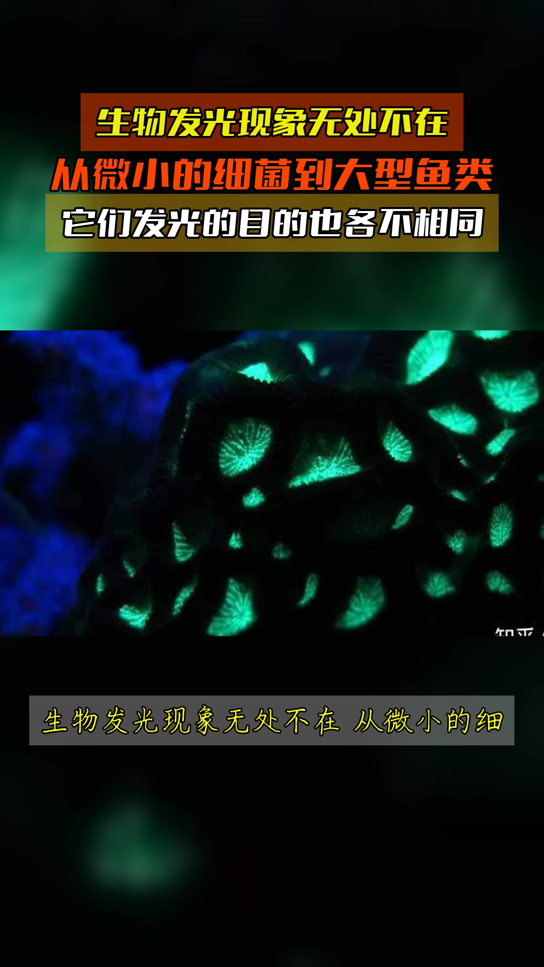 生物发光现象无处不在,从微小的细菌到大型鱼类,它们发光的目的