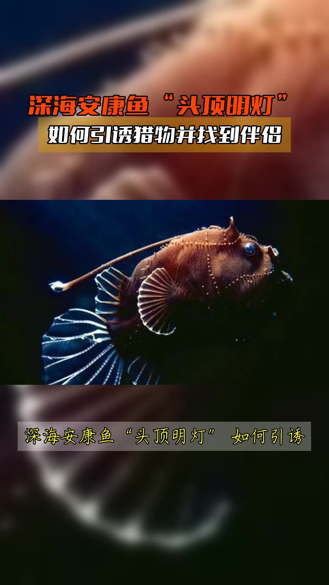深海安康鱼“头顶明灯”，如何引诱猎物并找到伴侣
