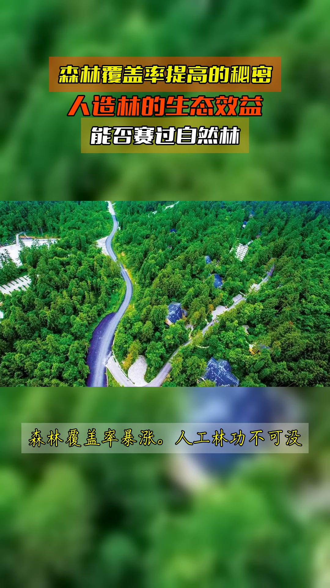 森林覆盖率提高的秘密,人造林的生态效益,能否赛过自然林