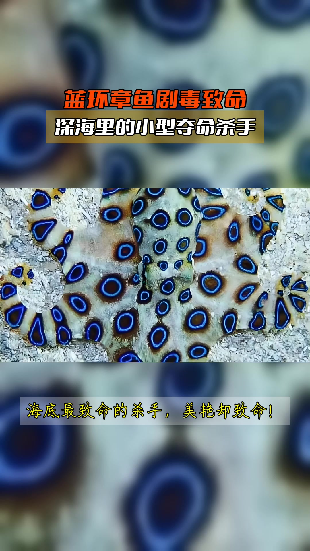 蓝环章鱼剧毒致命，深海里的小型夺命杀手