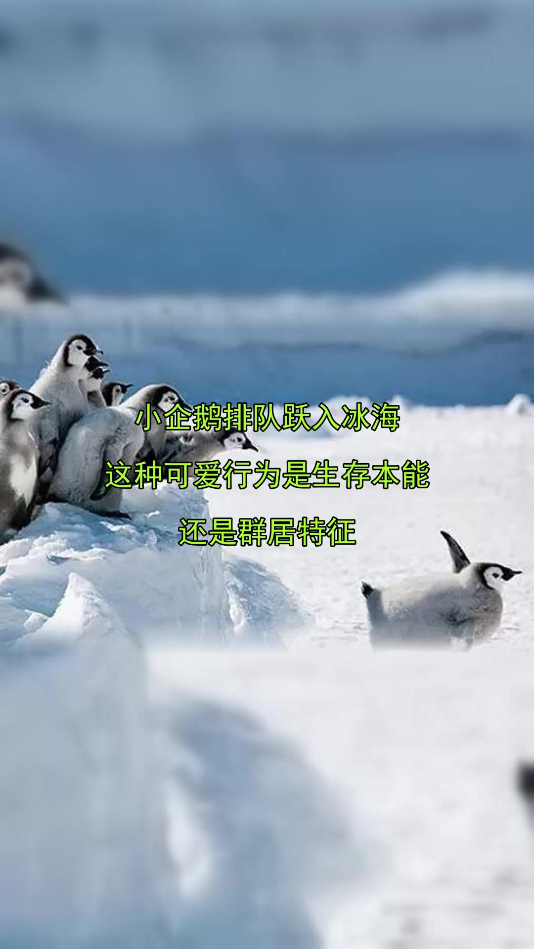 小企鹅排队跃入冰海,这种可爱行为是生存本能,还是群居特征