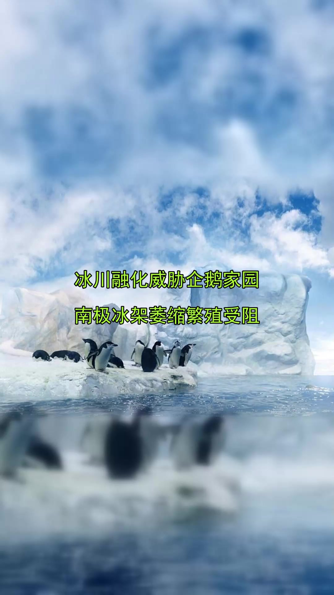 冰川融化威胁企鹅家园,南极冰架萎缩繁殖受阻