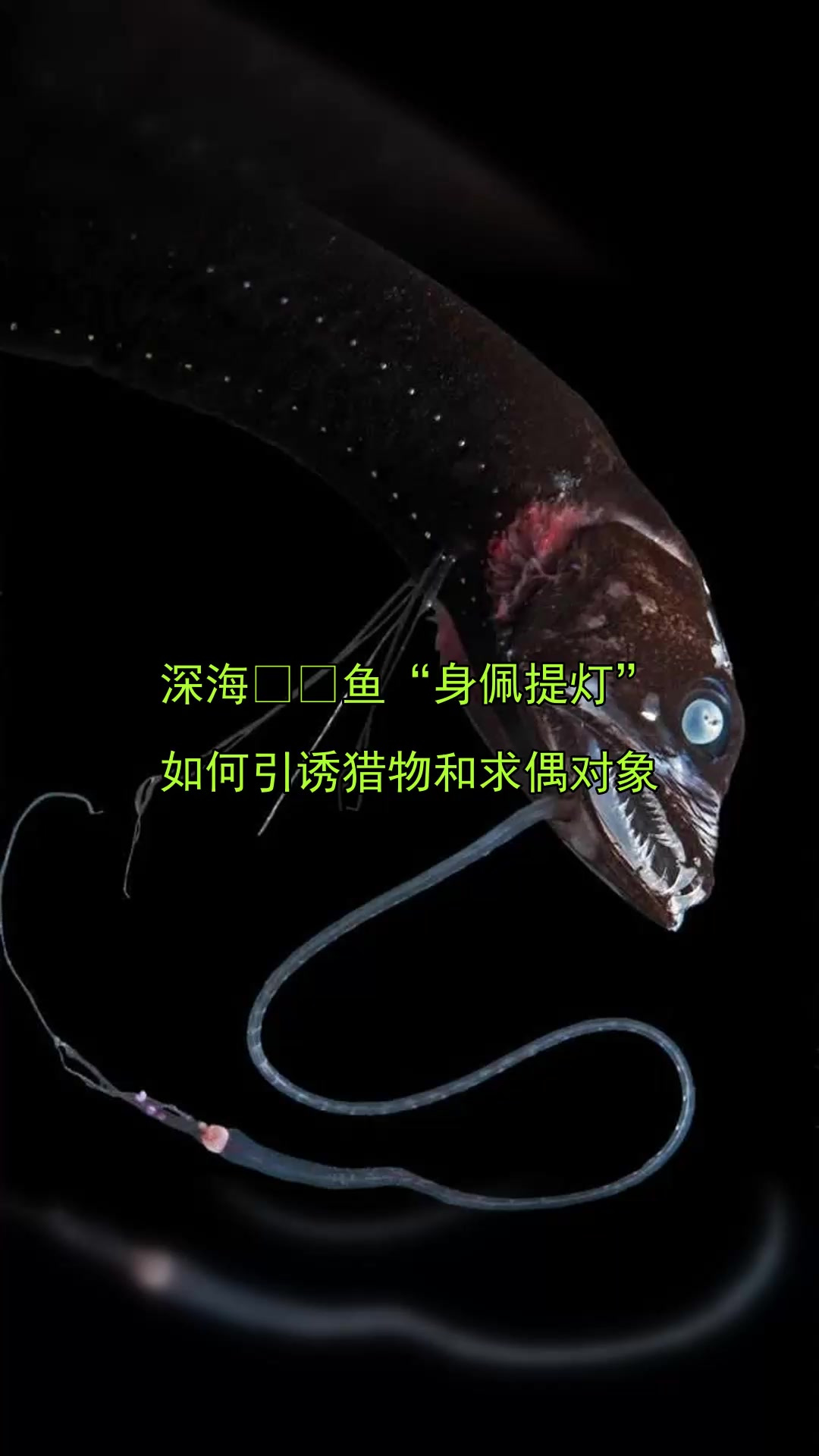 深海鱼“身佩提灯”，如何引诱猎物和求偶对象
