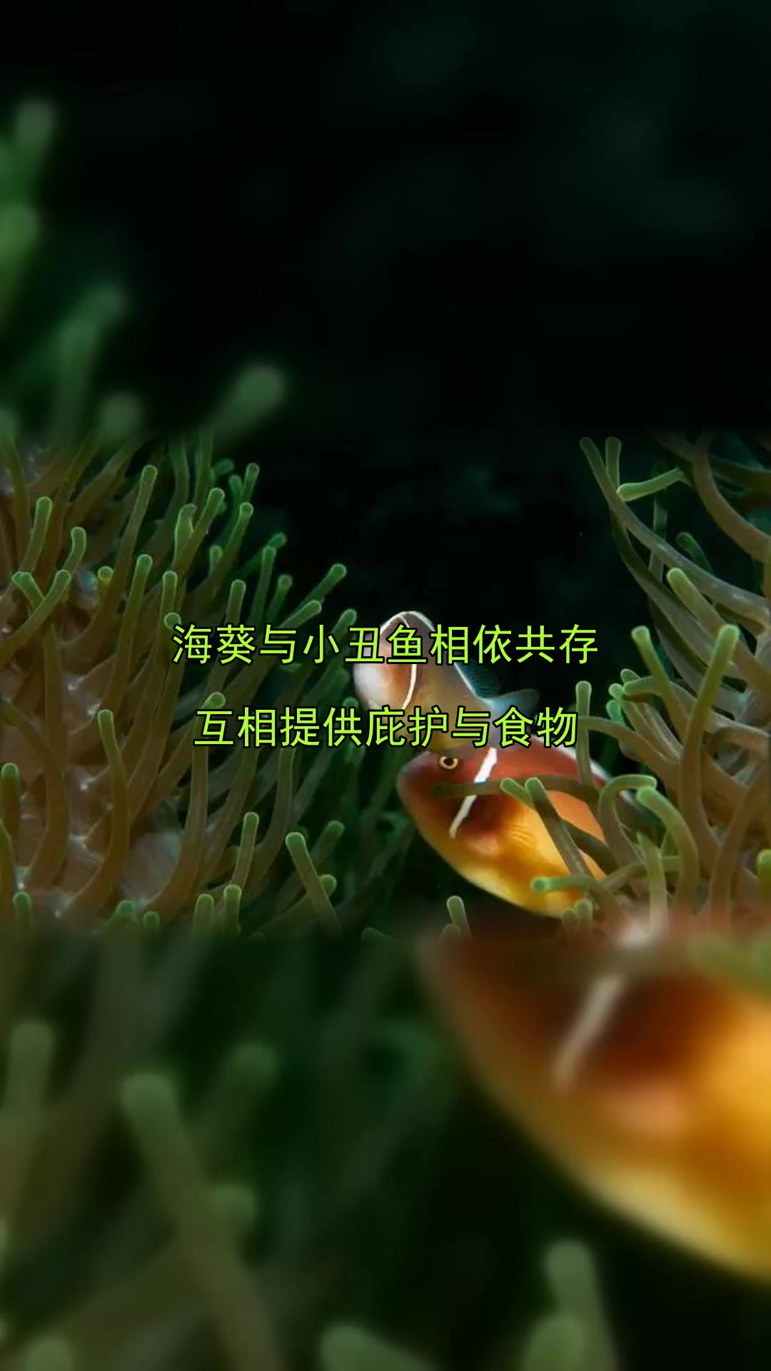 海葵与小丑鱼相依共存,互相提供庇护与食物