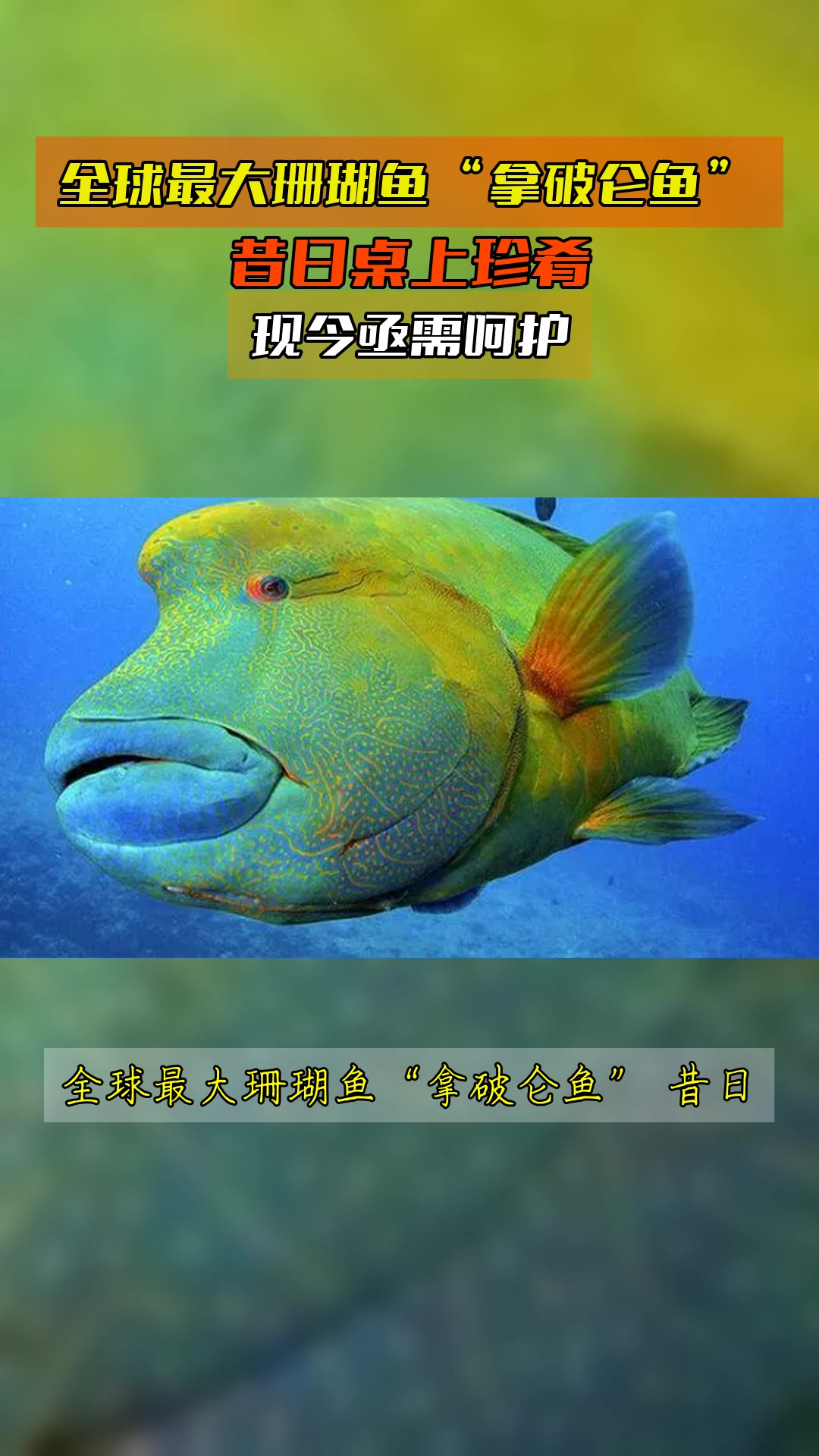 全球最大珊瑚鱼“拿破仑鱼”,昔日桌上珍肴,现今亟需呵护