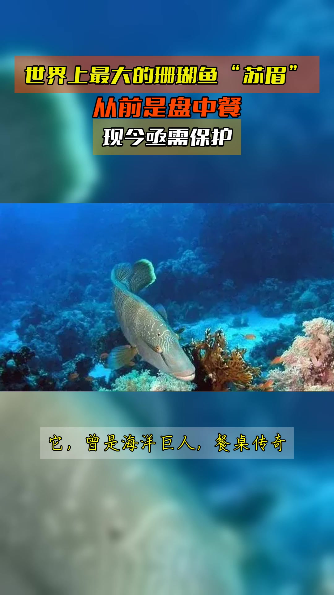 世界上最大的珊瑚鱼“苏眉”,从前是盘中餐,现今亟需保护