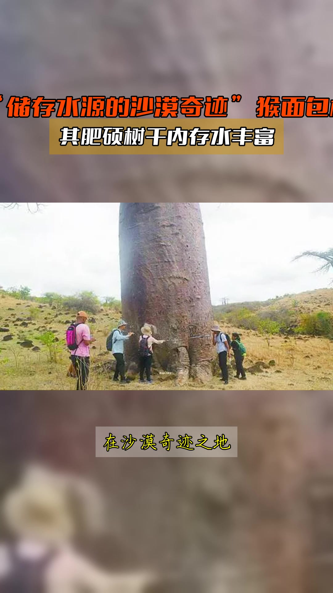 “储存水源的沙漠奇迹”猴面包树,其肥硕树干内存水丰富