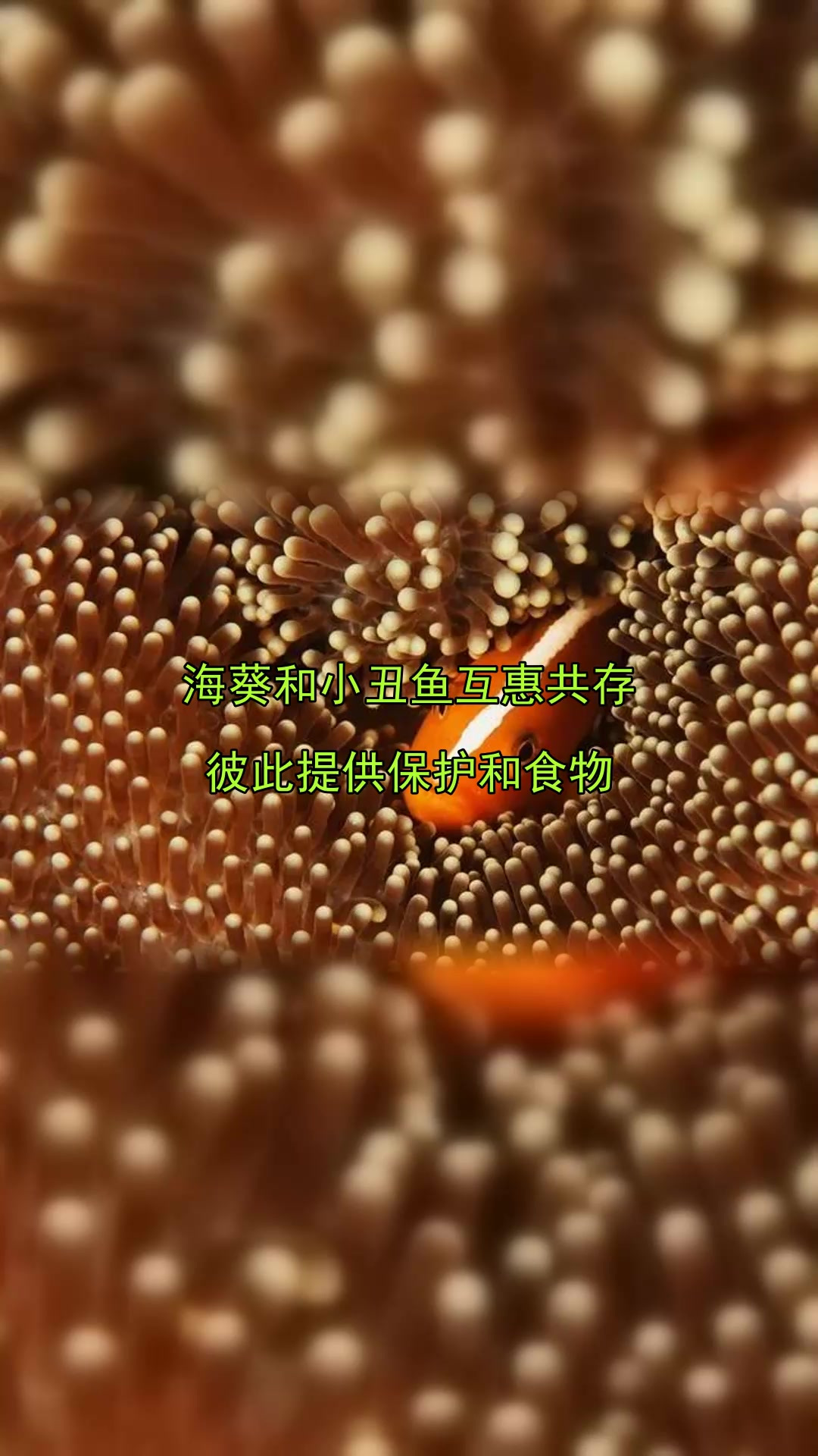 海葵和小丑鱼互惠共存,彼此提供保护和食物