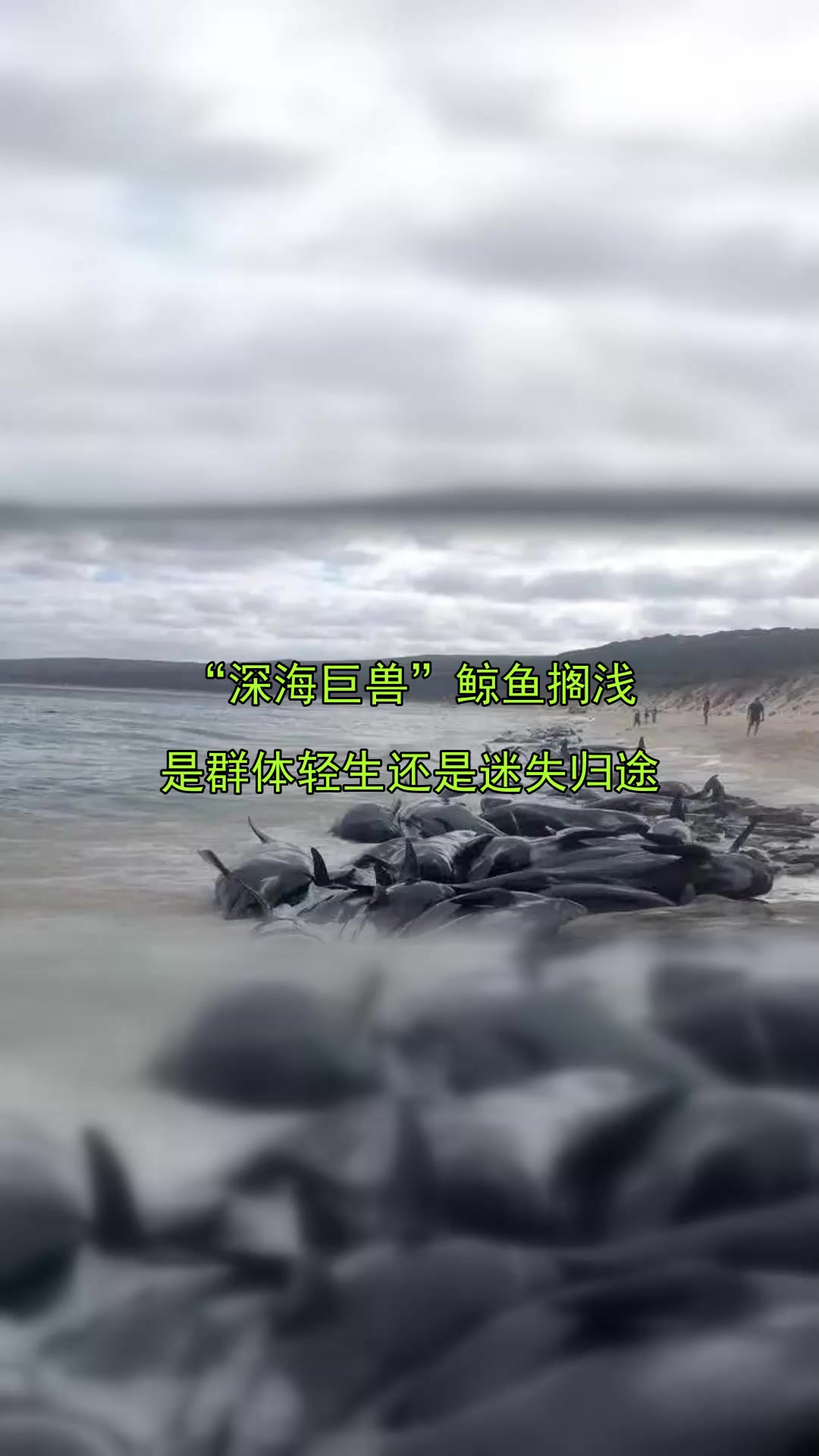 “深海巨兽”鲸鱼搁浅,是群体轻生还是迷失归途