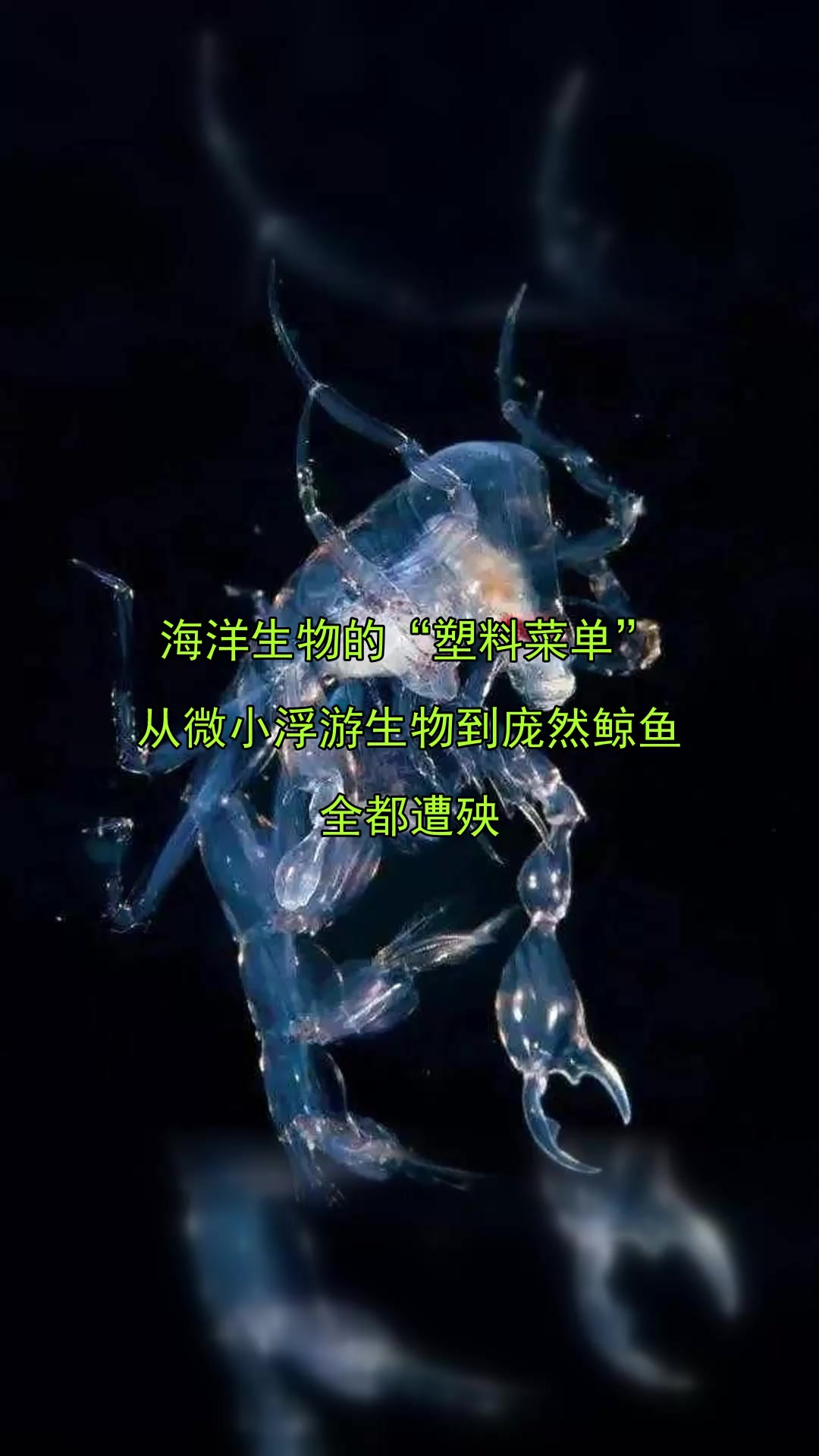 海洋生物的“塑料菜单”，从微小浮游生物到庞然鲸鱼，全都遭殃