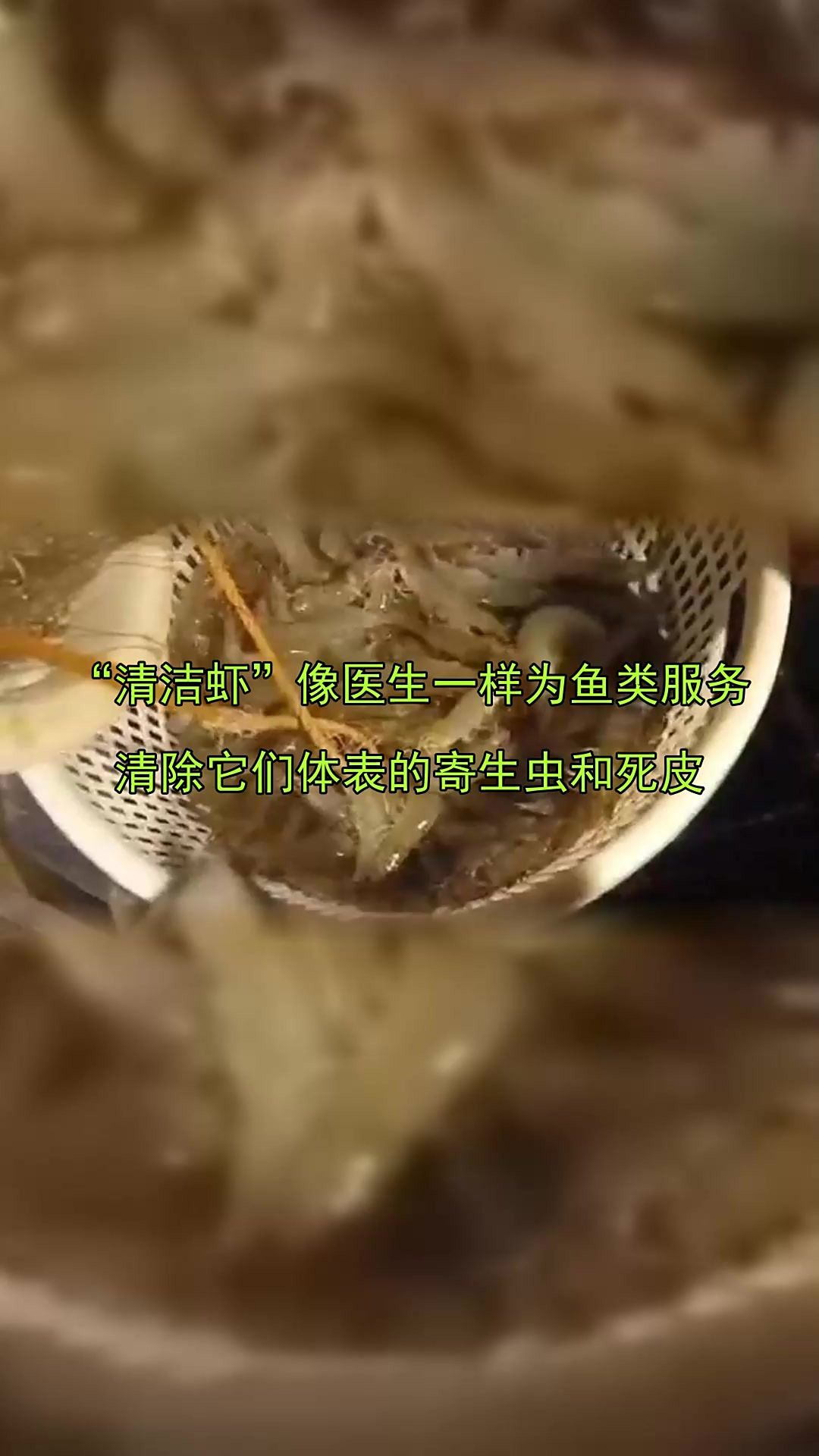 “清洁虾”像医生一样为鱼类服务，清除它们体表的寄生虫和死皮