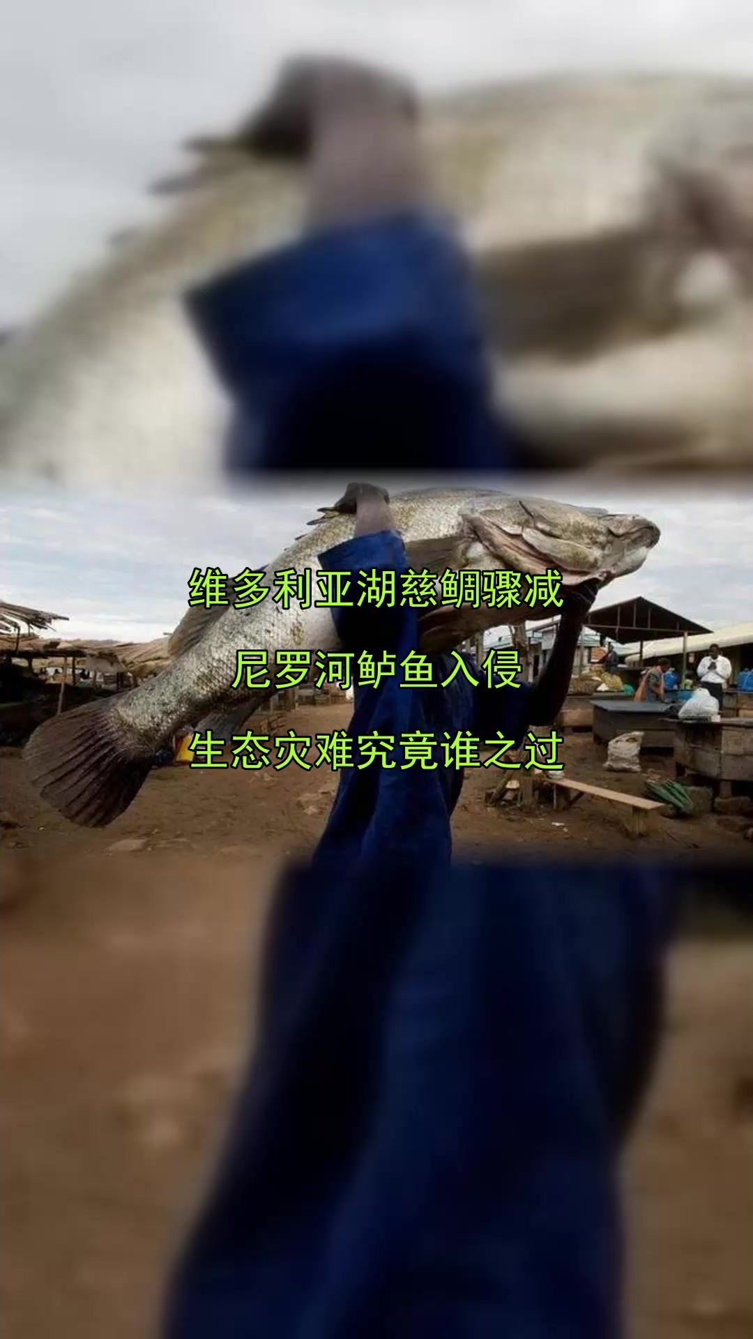 维多利亚湖慈鲷骤减,尼罗河鲈鱼入侵,生态灾难究竟谁之过