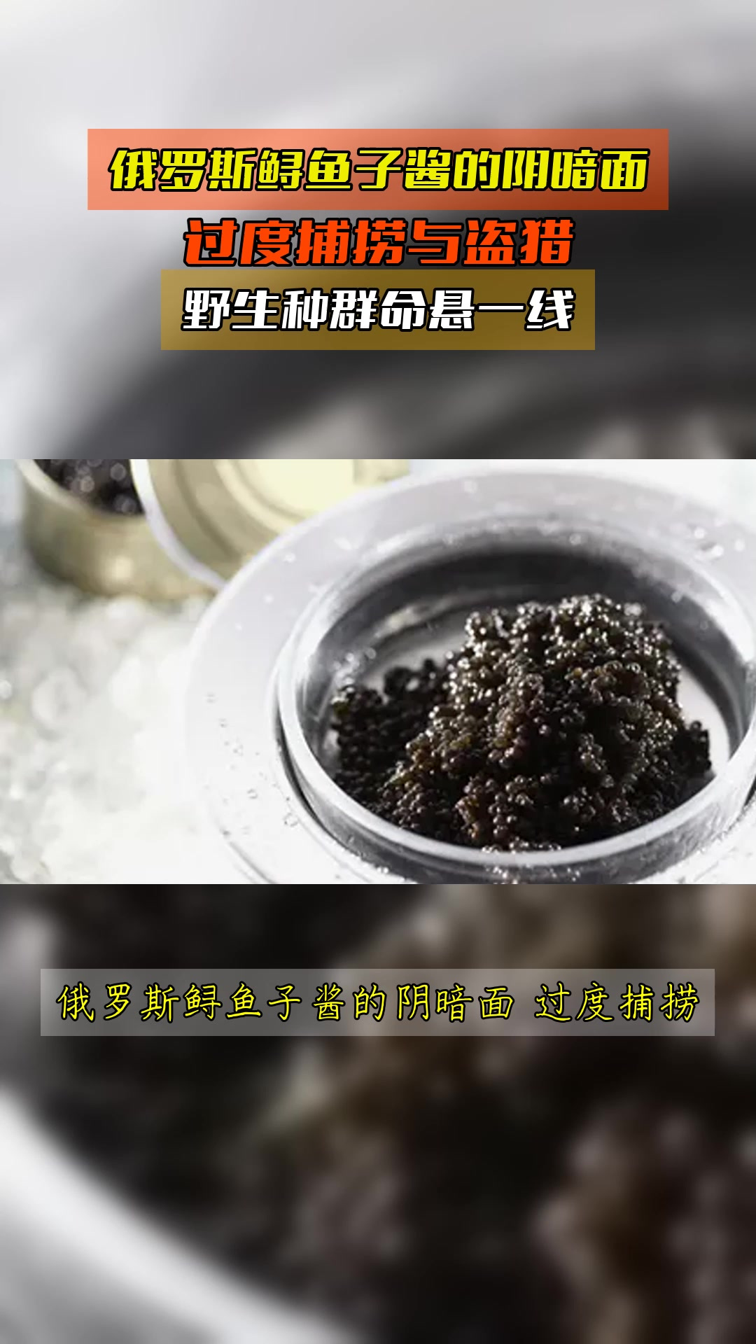 俄罗斯鲟鱼子酱的阴暗面,过度捕捞与盗猎,野生种群命悬一线
