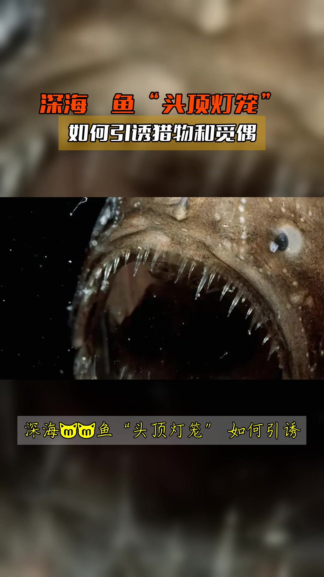 深海鮟鱇鱼“头顶灯笼”,如何引诱猎物和觅偶