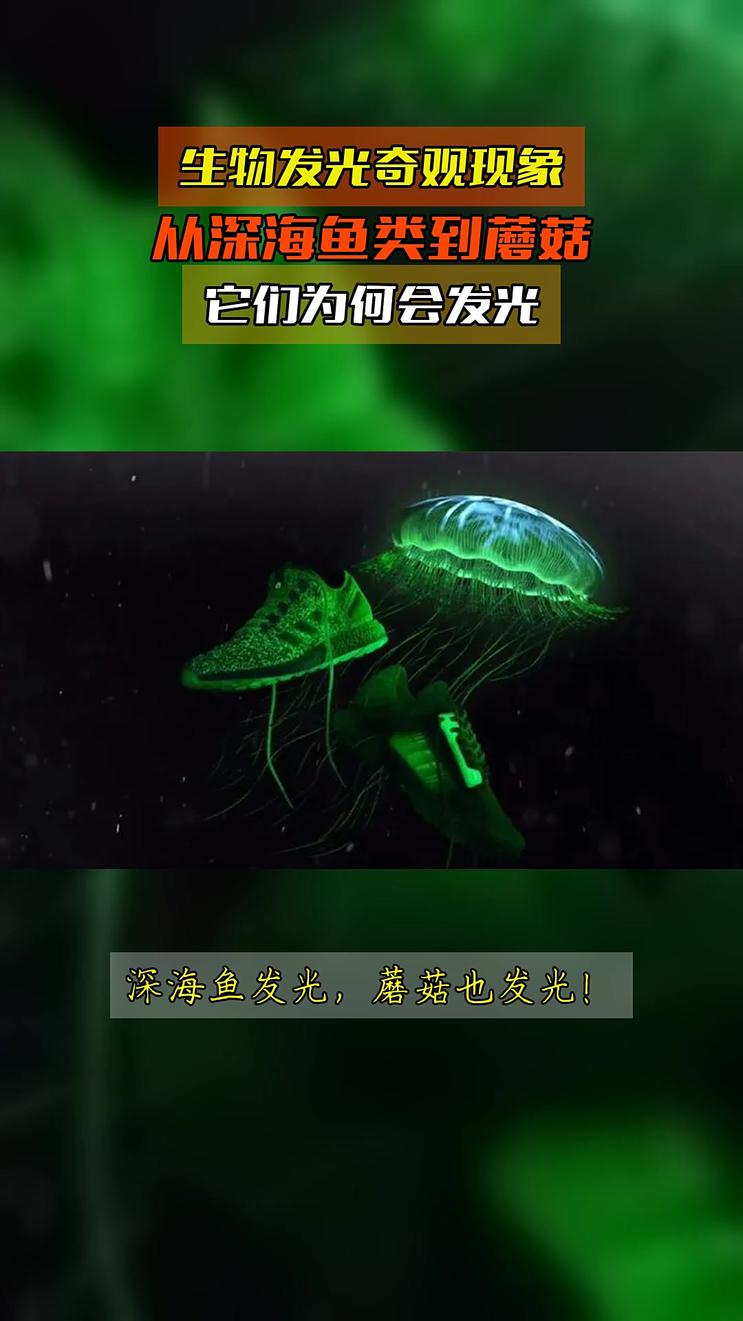 生物发光奇观现象，从深海鱼类到蘑菇，它们为何会发光