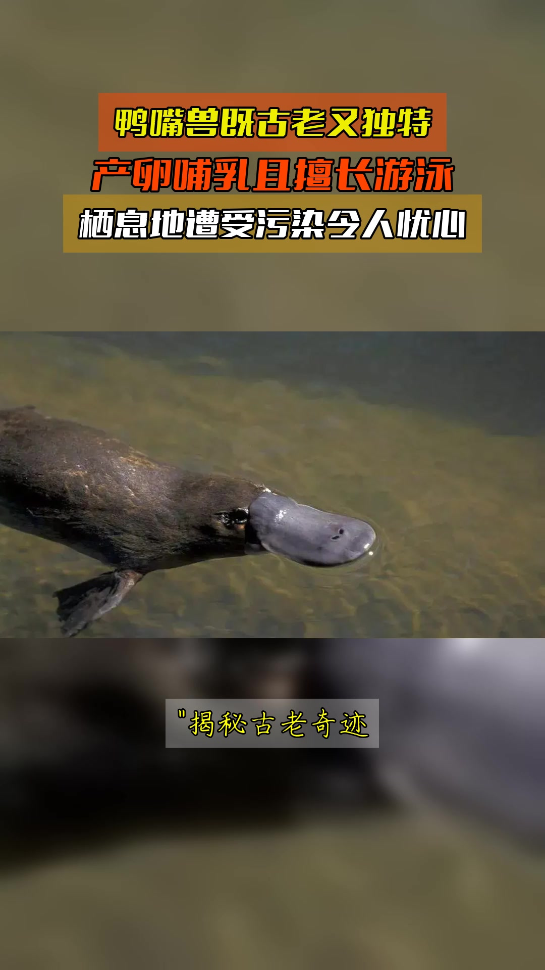 鸭嘴兽既古老又独特,产卵哺乳且擅长游泳,栖息地遭受污染令人忧
