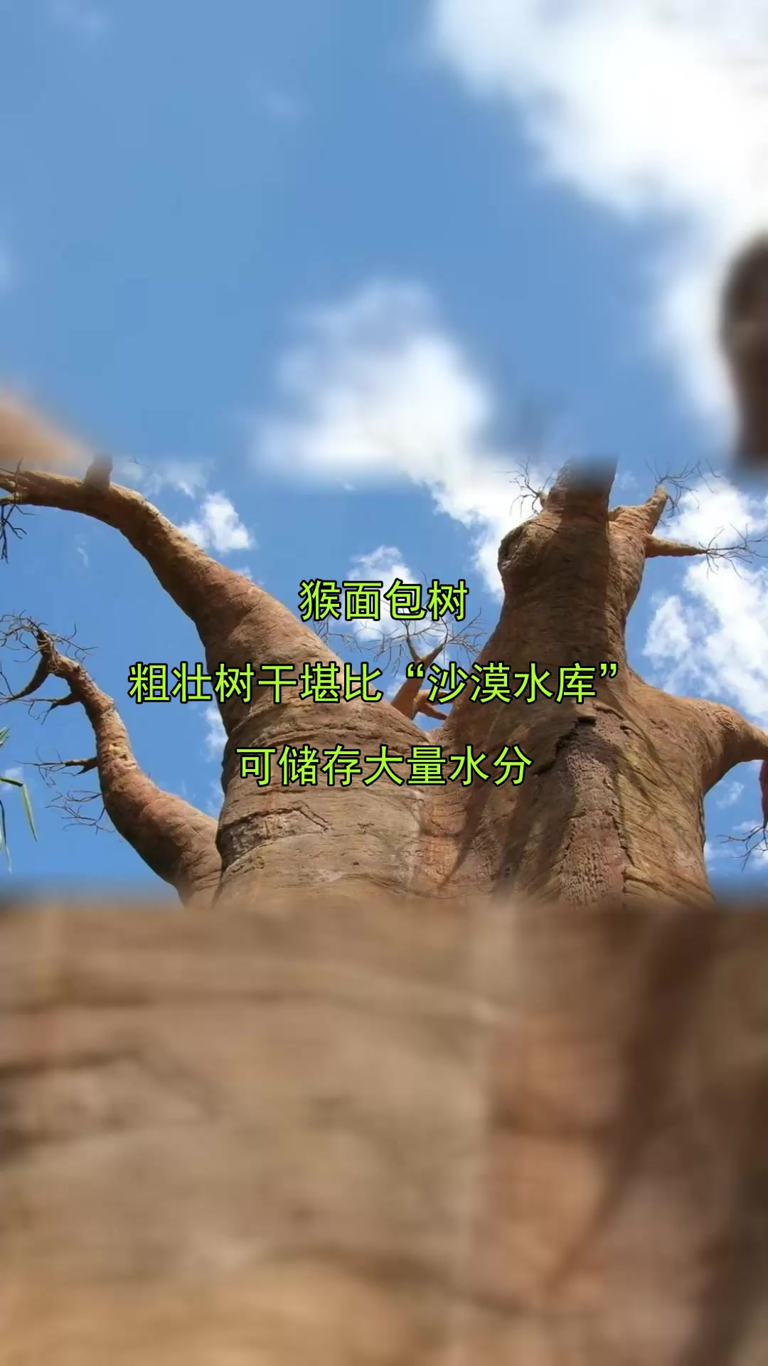 猴面包树,粗壮树干堪比“沙漠水库”,可储存大量水分