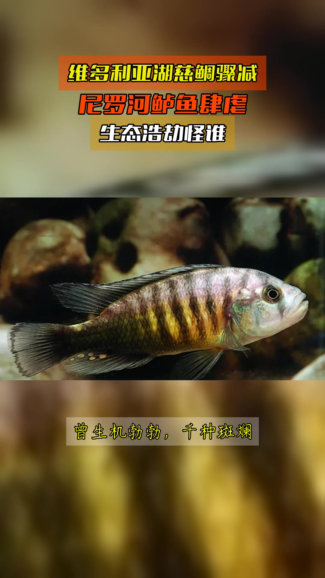 维多利亚湖慈鲷骤减,尼罗河鲈鱼肆虐,生态浩劫怪谁