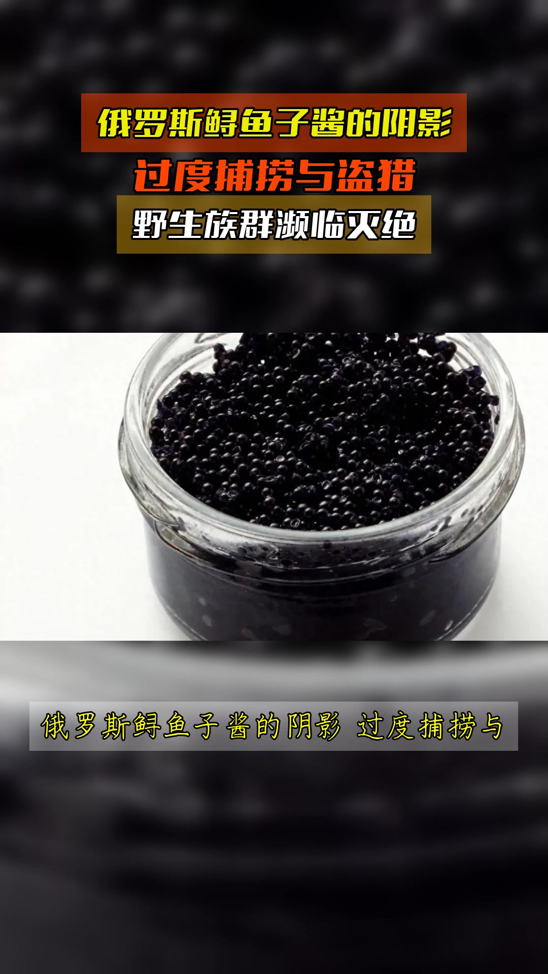 俄罗斯鲟鱼子酱的阴影,过度捕捞与盗猎,野生族群濒临灭绝