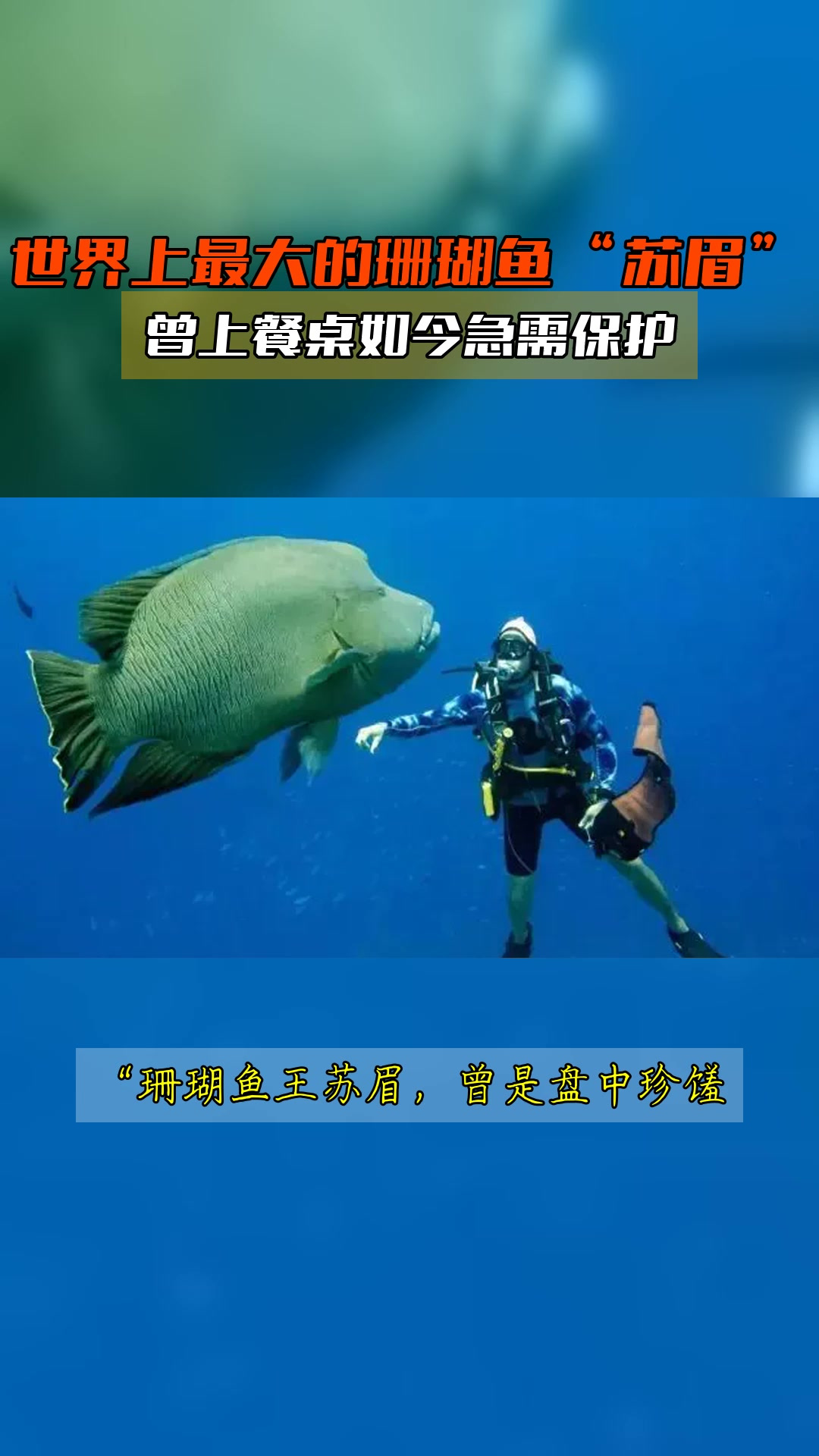 世界上最大的珊瑚鱼“苏眉”,曾上餐桌如今急需保护