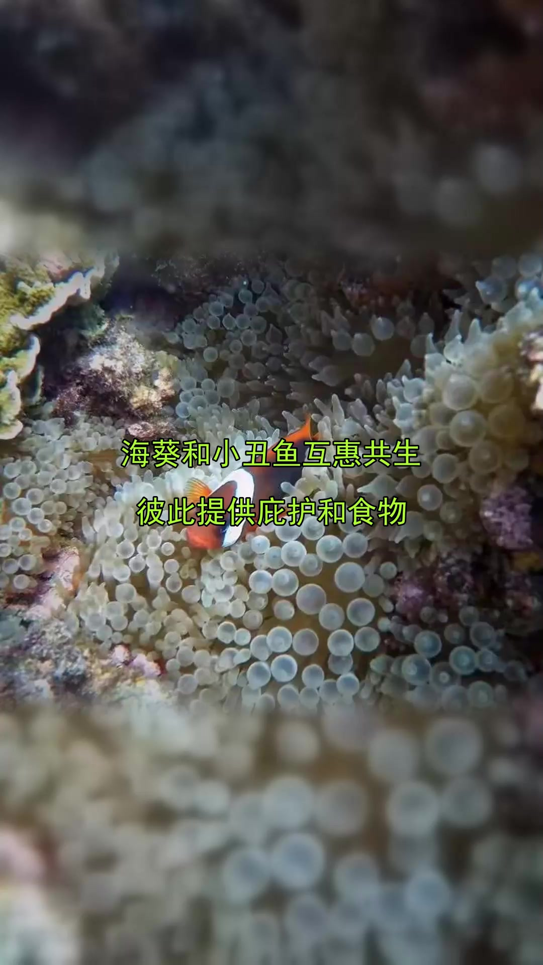 海葵和小丑鱼互惠共生,彼此提供庇护和食物