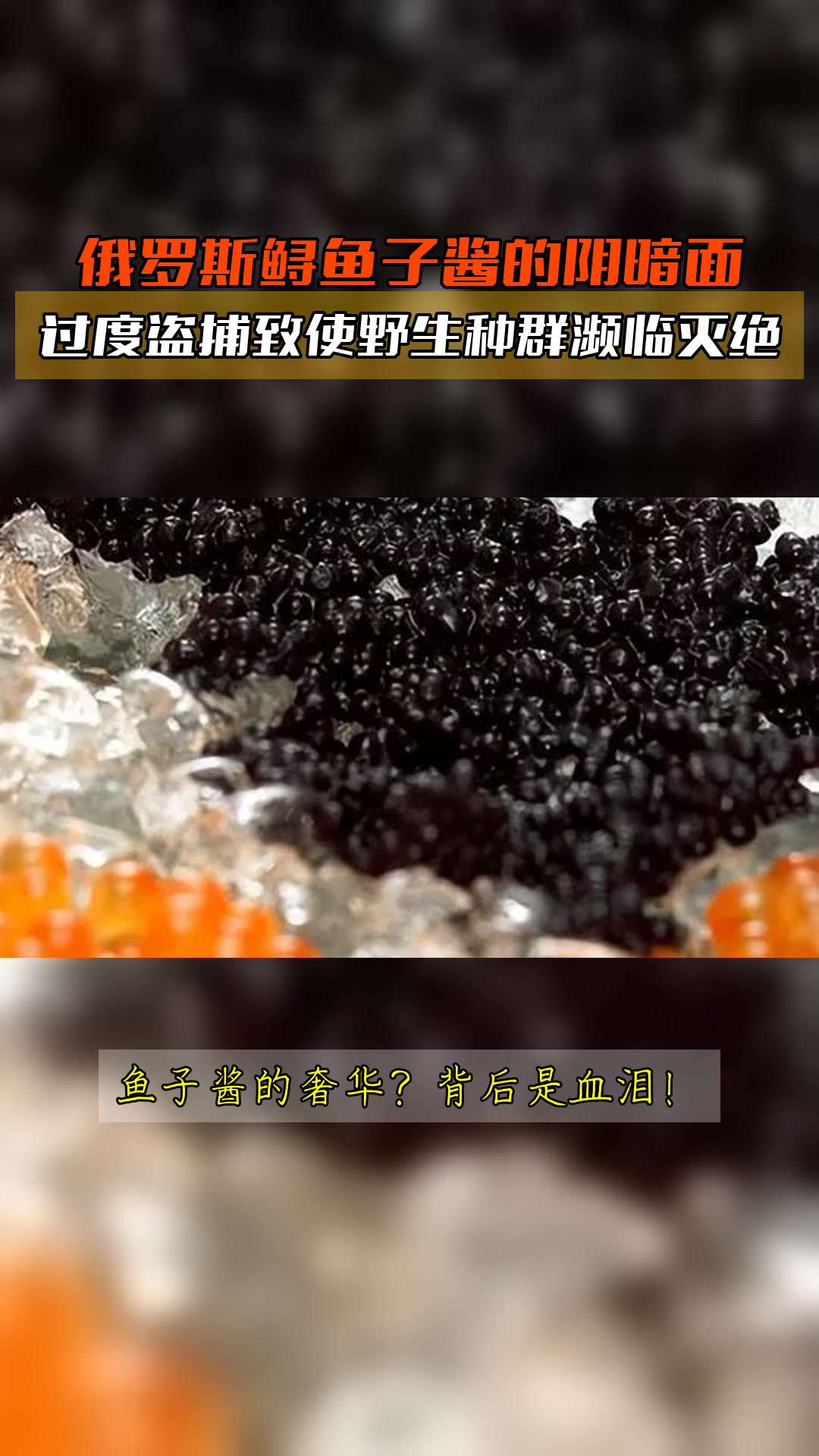 俄罗斯鲟鱼子酱的阴暗面,过度盗捕致使野生种群濒临灭绝