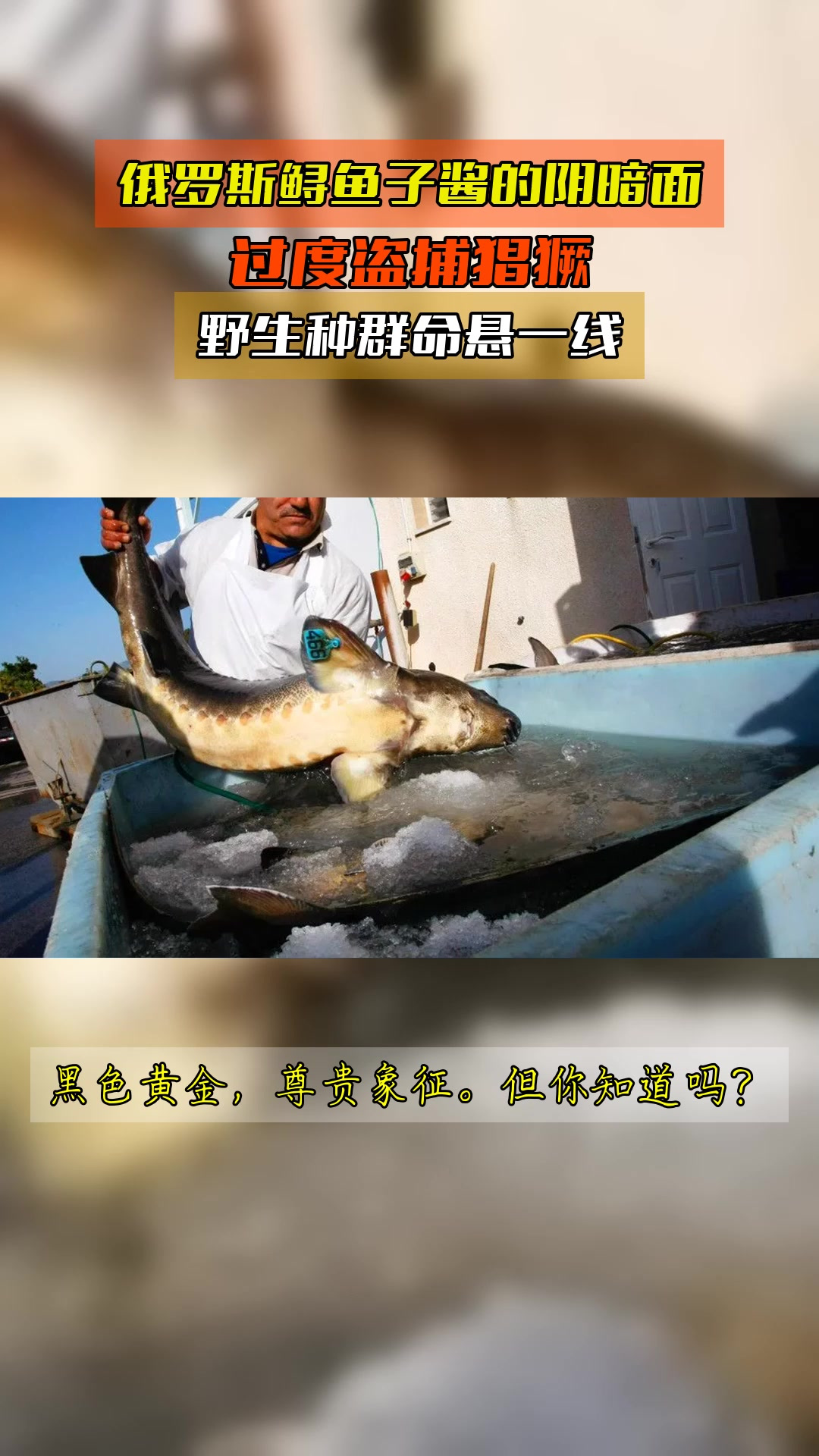 俄罗斯鲟鱼子酱的阴暗面,过度盗捕猖獗,野生种群命悬一线