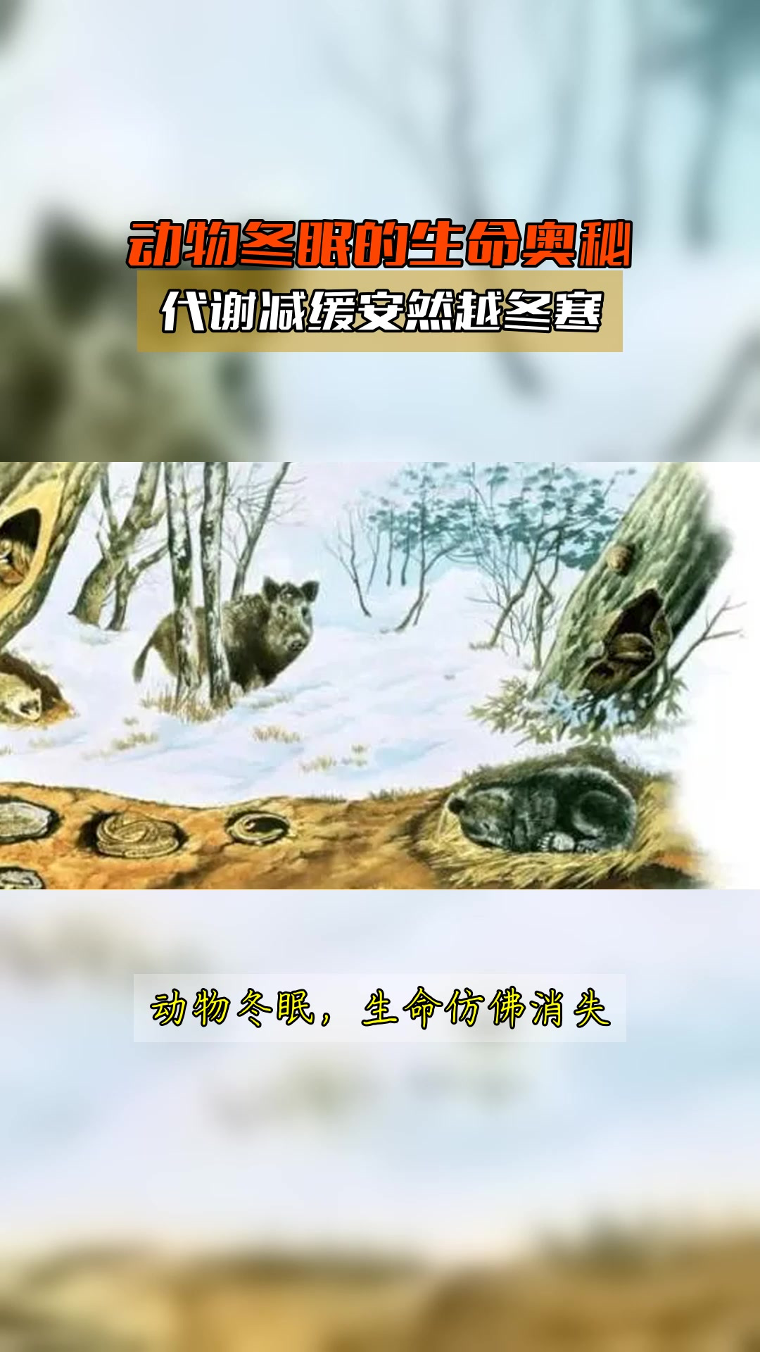 动物冬眠的生命奥秘,代谢减缓安然越冬寒