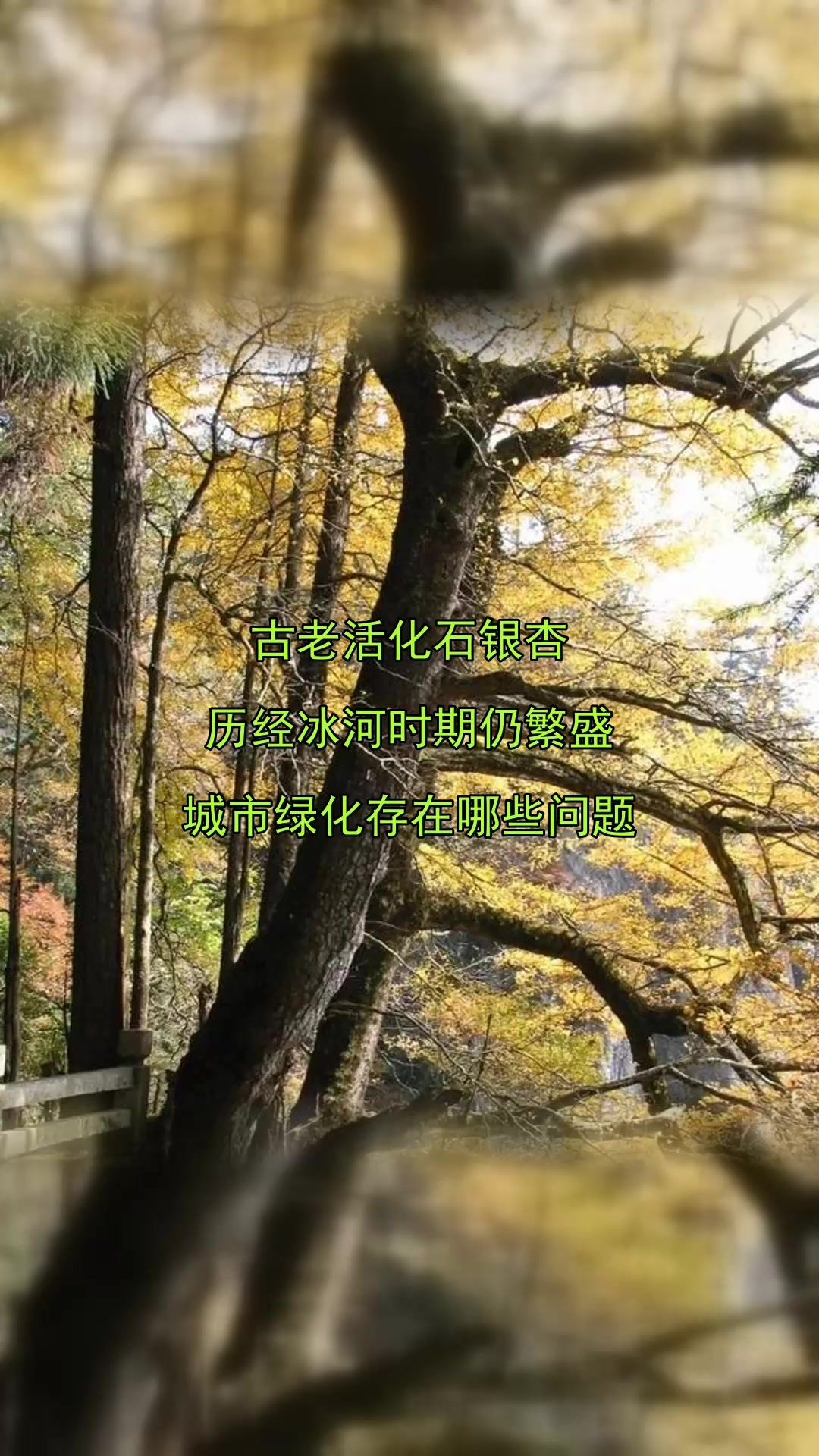 古老活化石银杏,历经冰河时期仍繁盛,城市绿化存在哪些问题