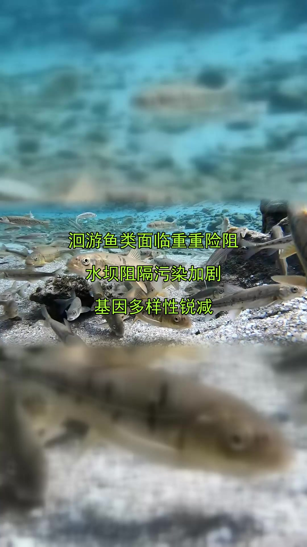 洄游鱼类面临重重险阻,水坝阻隔污染加剧,基因多样性锐减