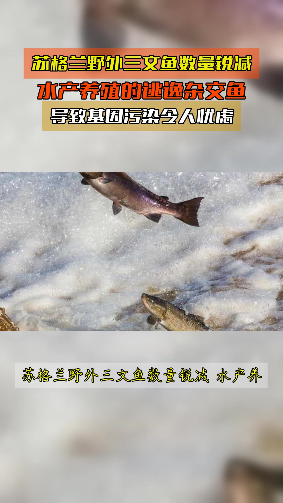 苏格兰野外三文鱼数量锐减，水产养殖的逃逸杂交鱼，导致基因污染