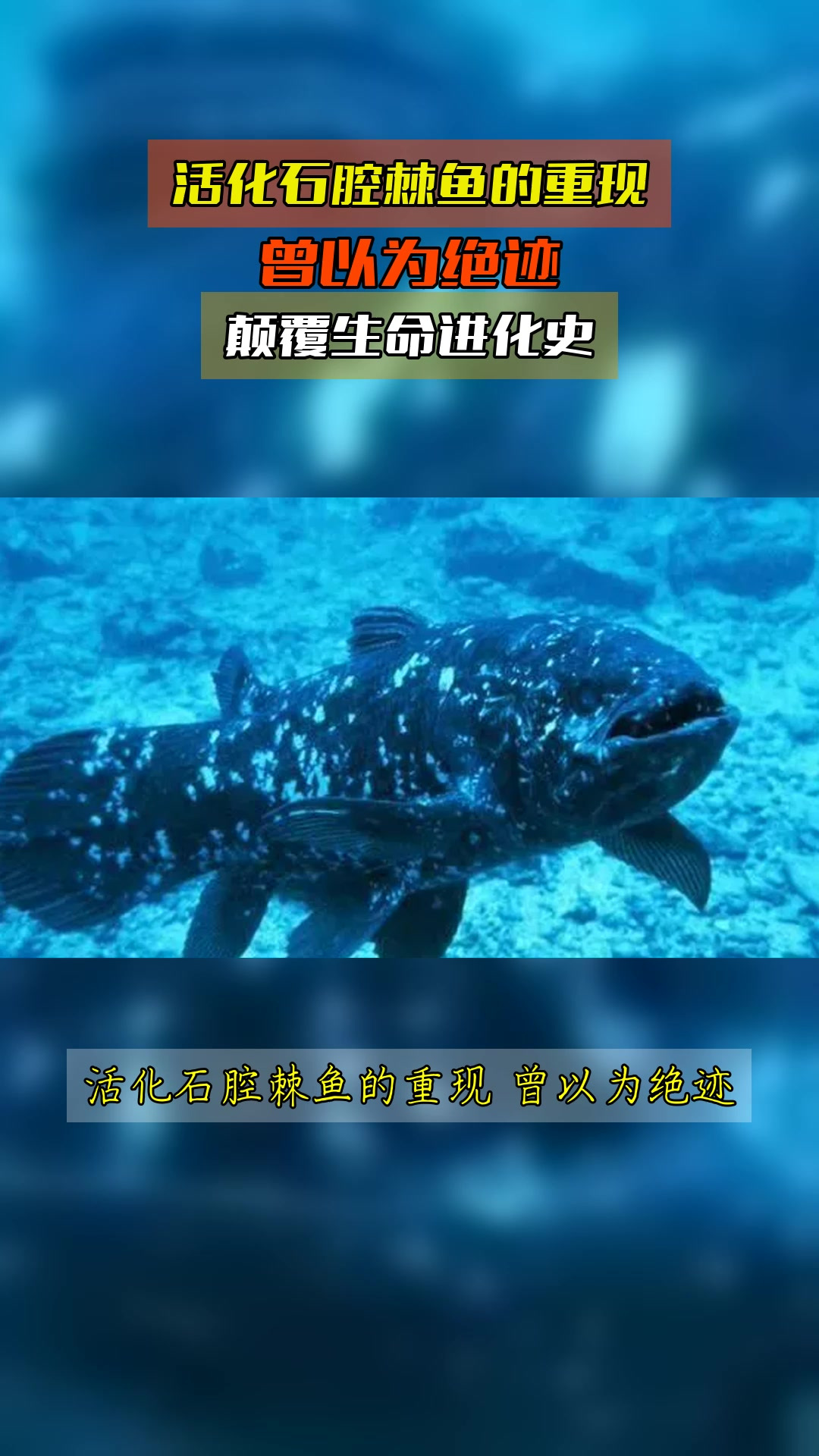活化石腔棘鱼的重现,曾以为绝迹,颠覆生命进化史