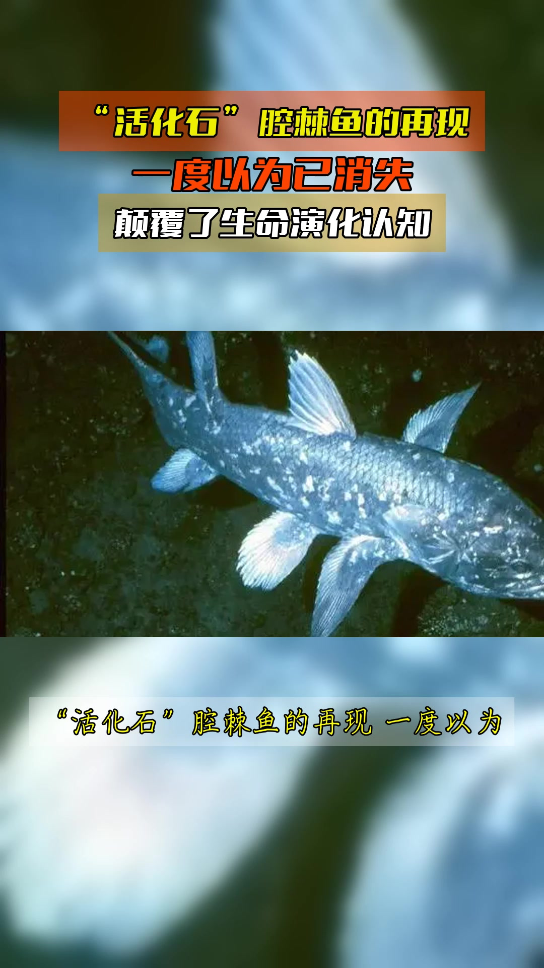 “活化石”腔棘鱼的再现，一度以为已消失，颠覆了生命演化认知