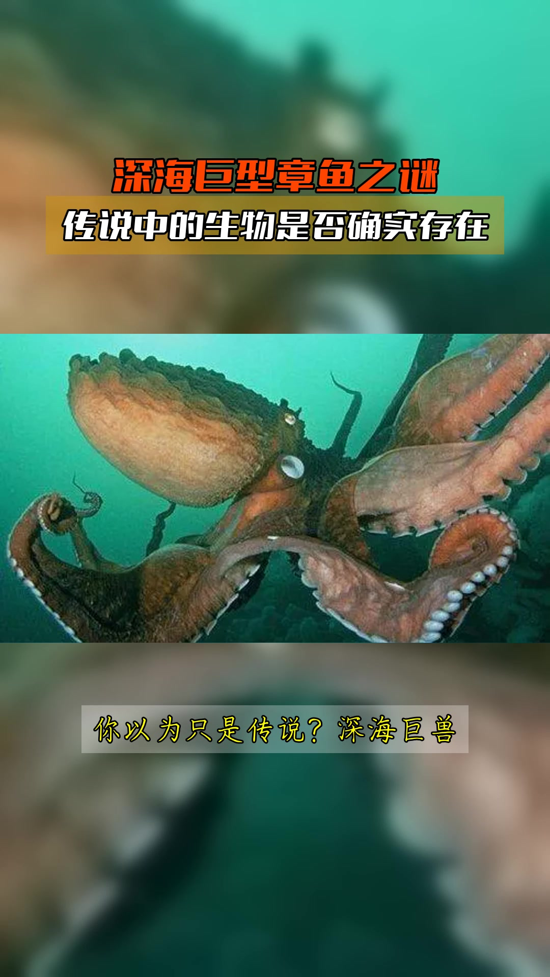 深海巨型章鱼之谜,传说中的生物是否确实存在