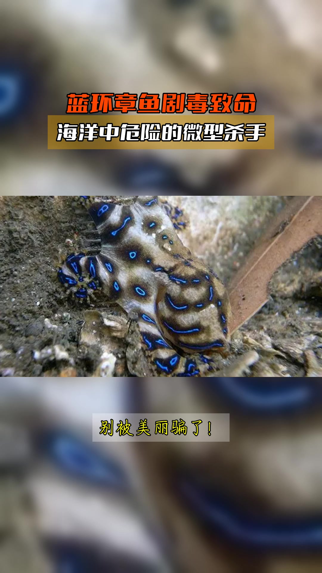 蓝环章鱼剧毒致命,海洋中危险的微型杀手