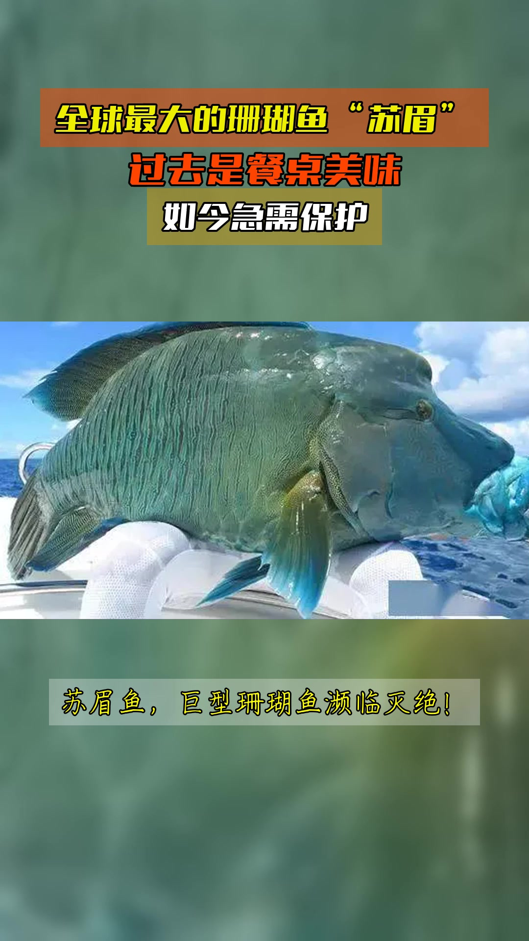 全球最大的珊瑚鱼“苏眉”,过去是餐桌美味,如今急需保护