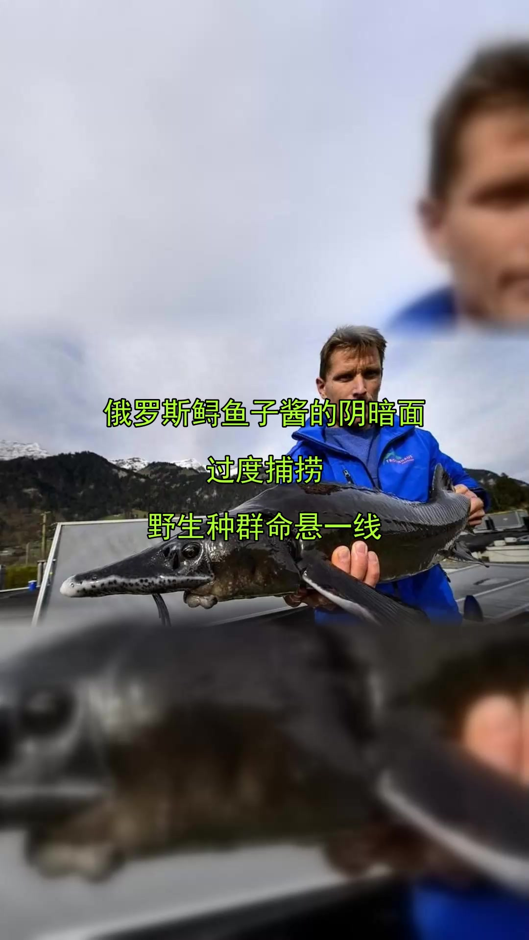 俄罗斯鲟鱼子酱的阴暗面,过度捕捞,野生种群命悬一线