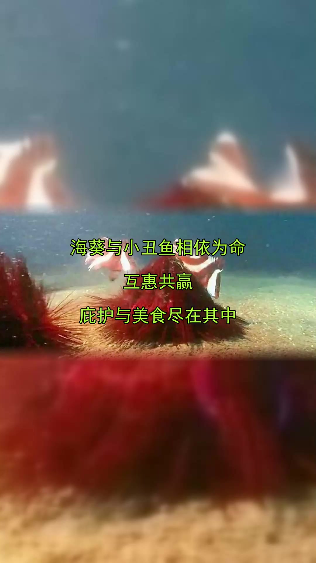 海葵与小丑鱼相依为命,互惠共赢,庇护与美食尽在其中