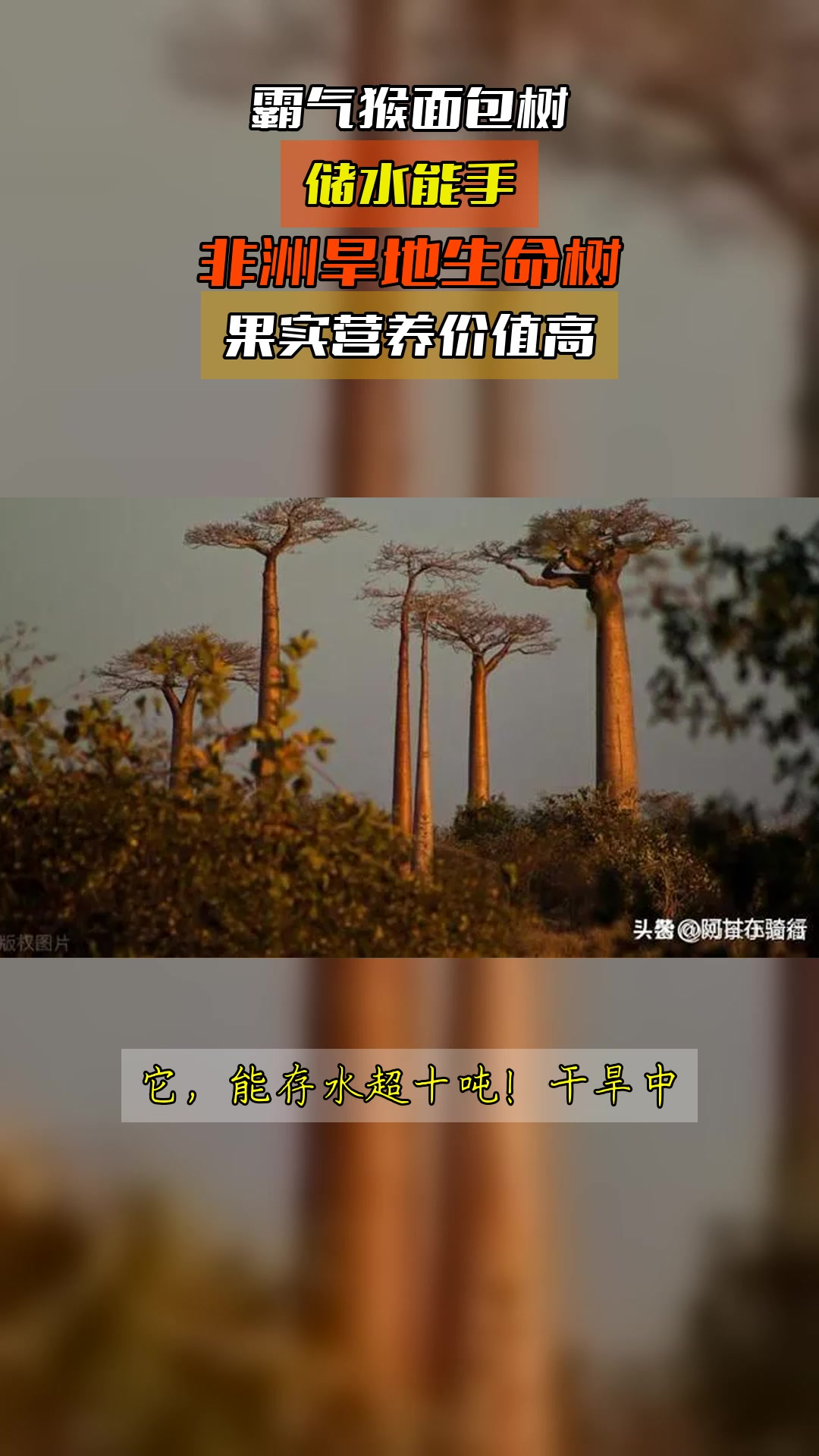 霸气猴面包树，储水能手，非洲旱地生命树，果实营养价值高