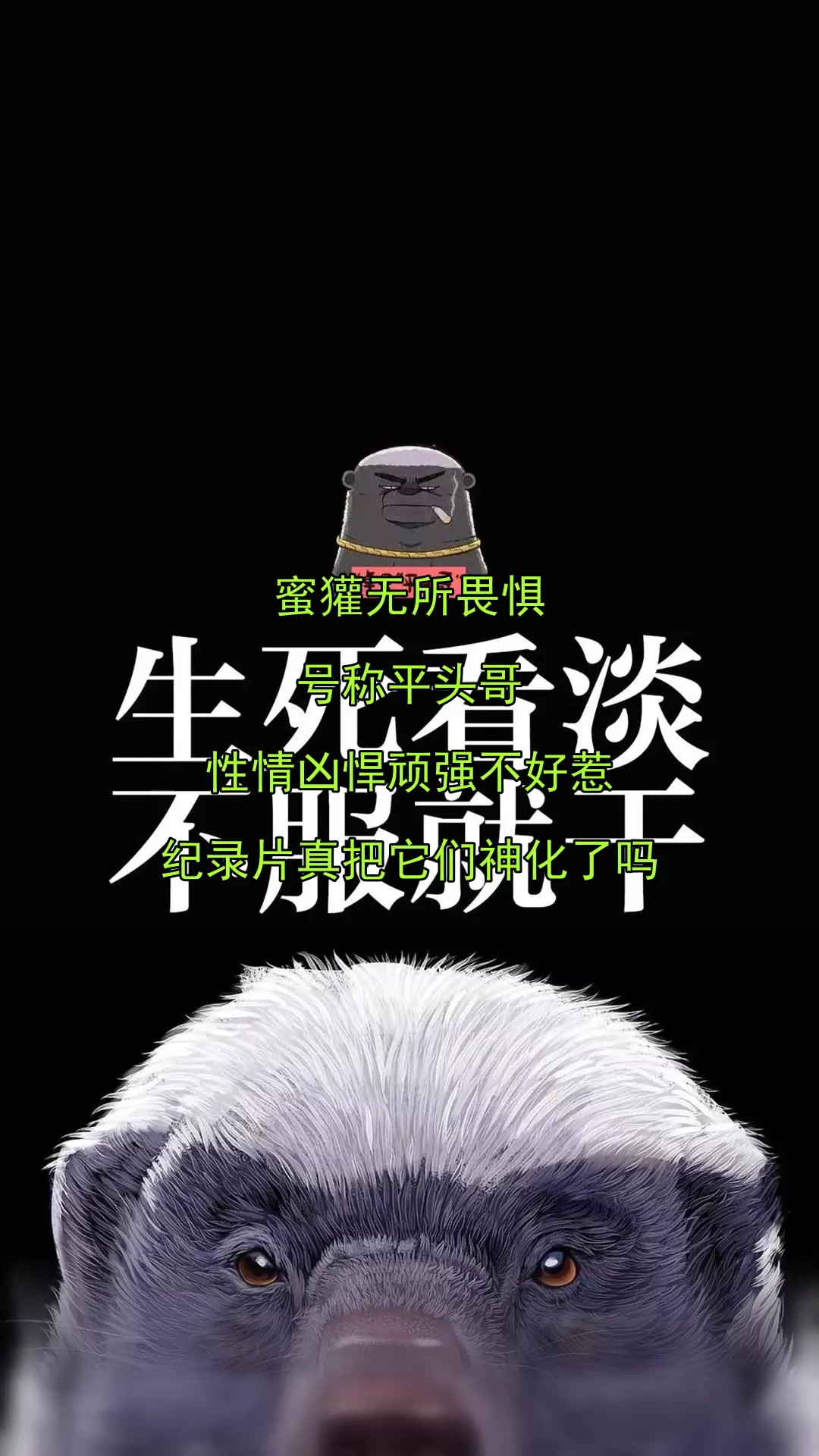 蜜獾无所畏惧,号称平头哥,性情凶悍顽强不好惹,纪录片真把它们
